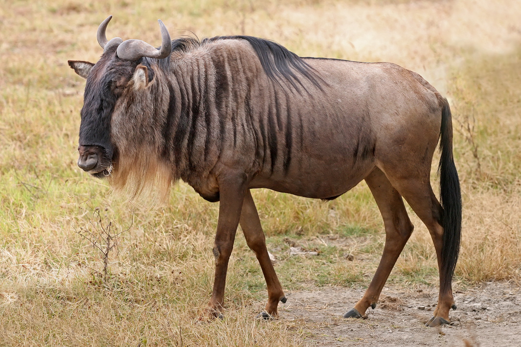 Animal Wildebeest 2151x1434
