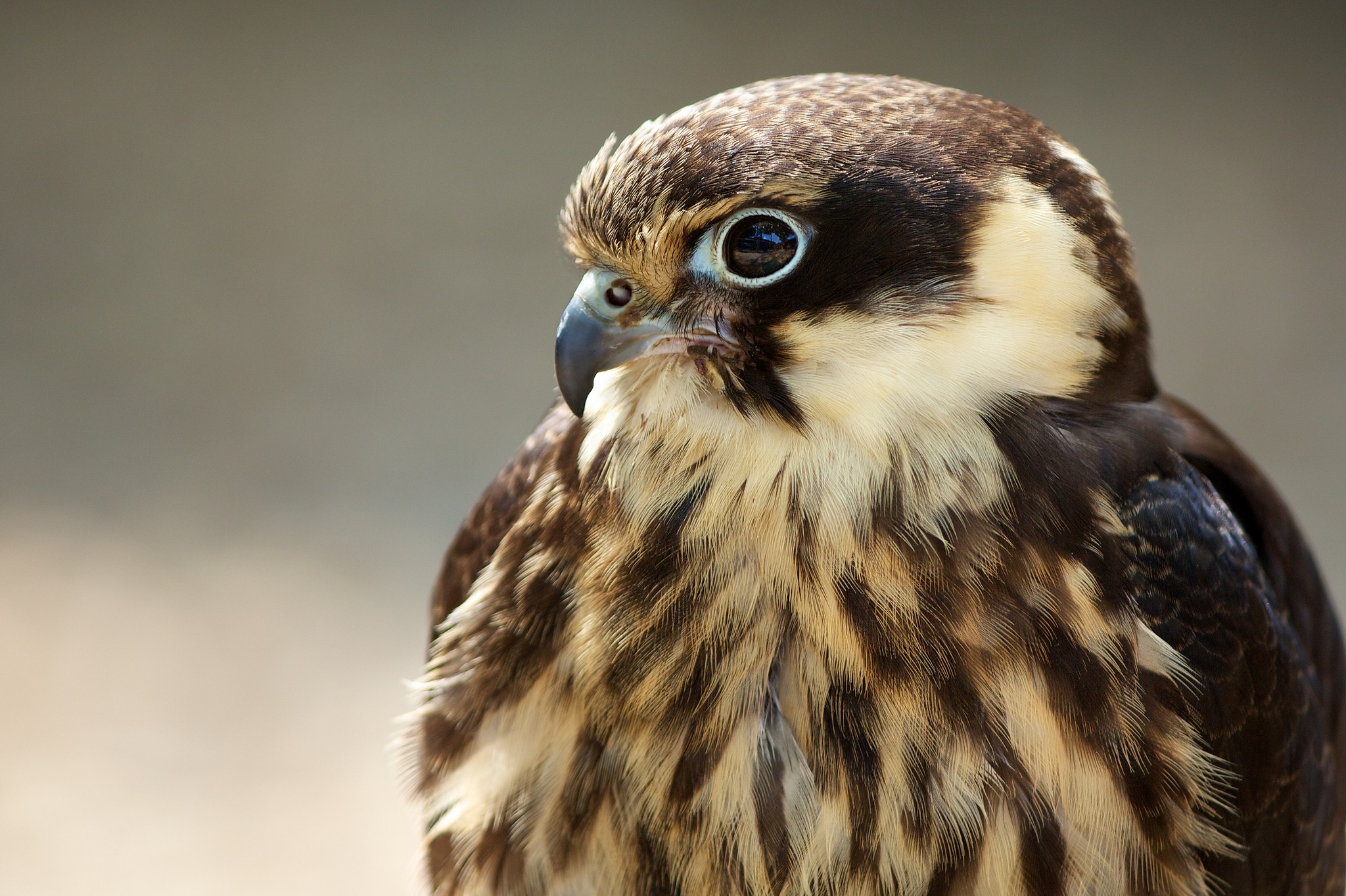 Animals Birds Falcons Wildlife 2048x1365