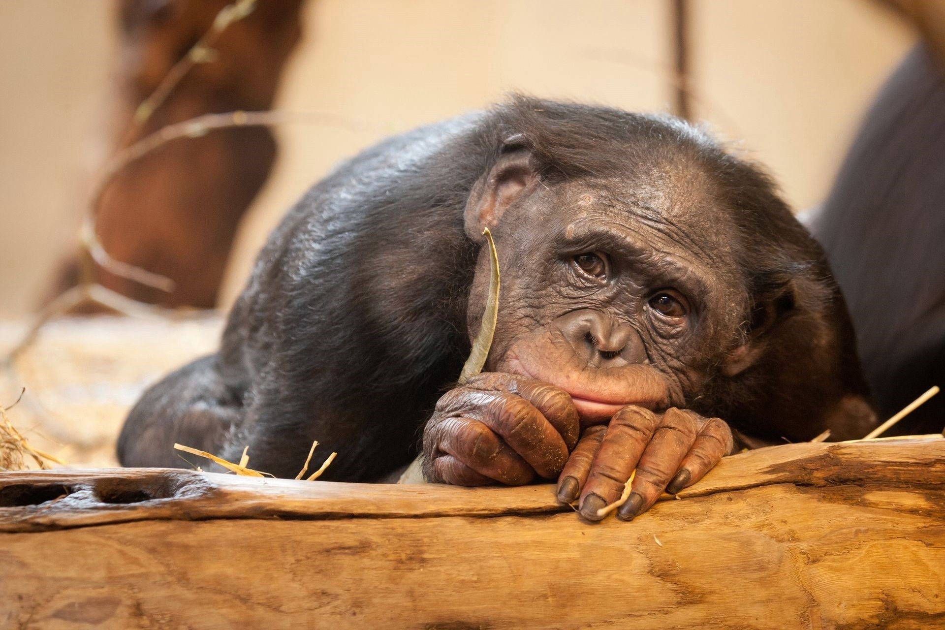 Nature Animals Apes Face Boredom Chimpanzees Brown Brown Eyes 1920x1280