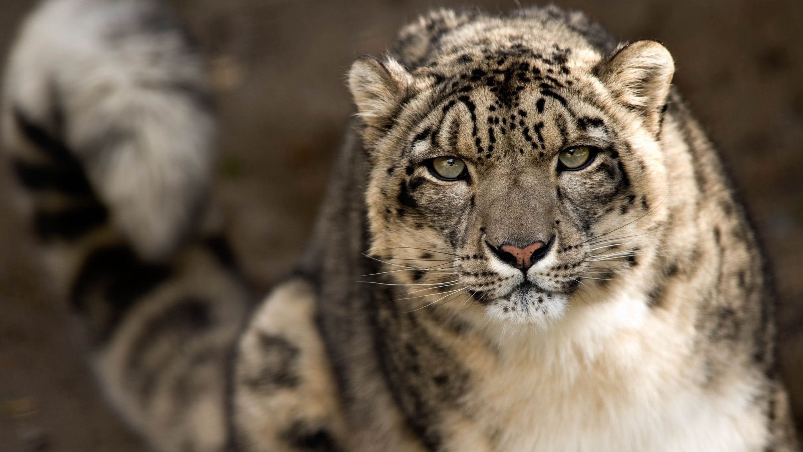 Snow Leopards Leopard Animal Animals Big Cats 2560x1440