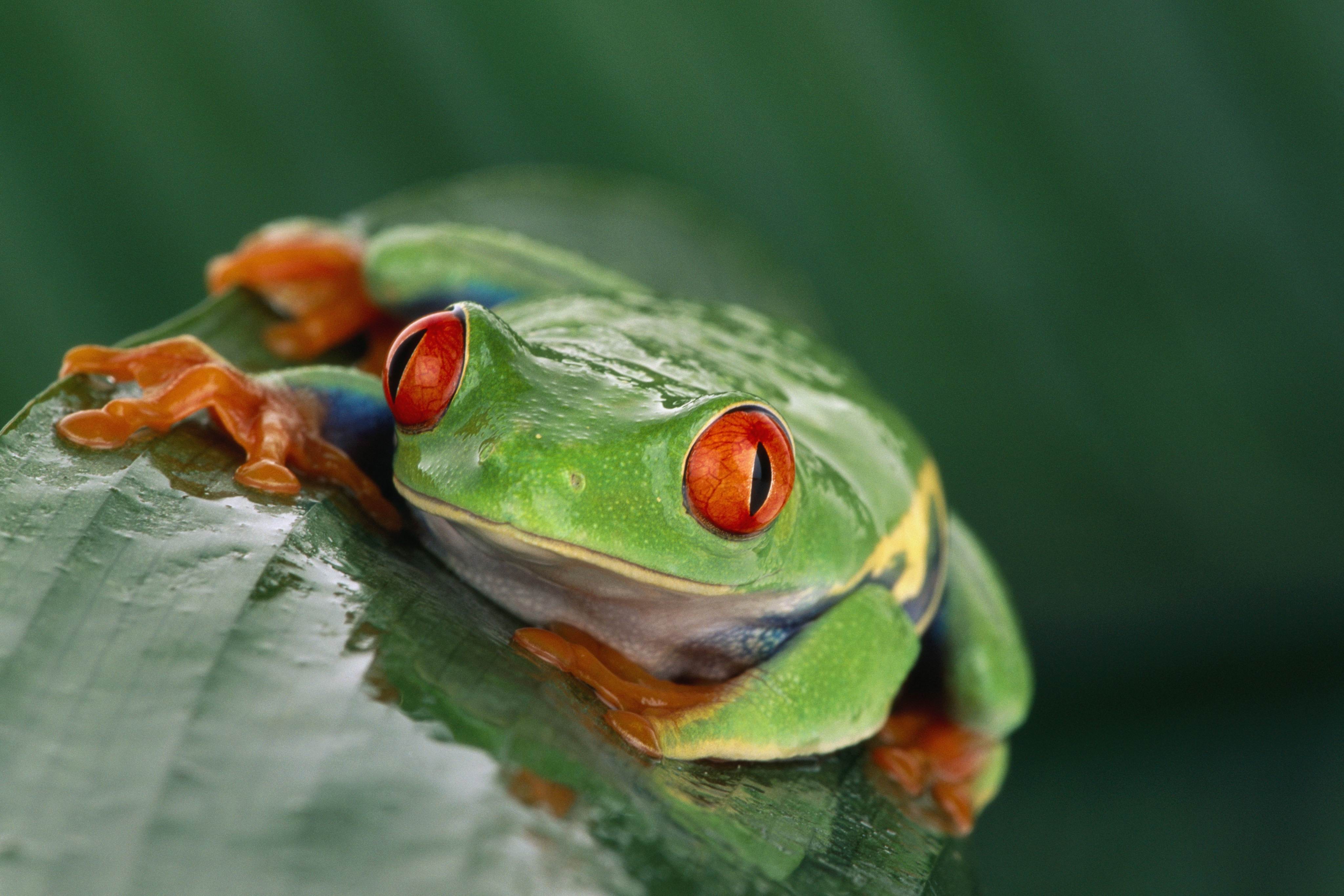 Animals Wildlife Nature Frog Amphibian Red Eyed Tree Frogs 4096x2731