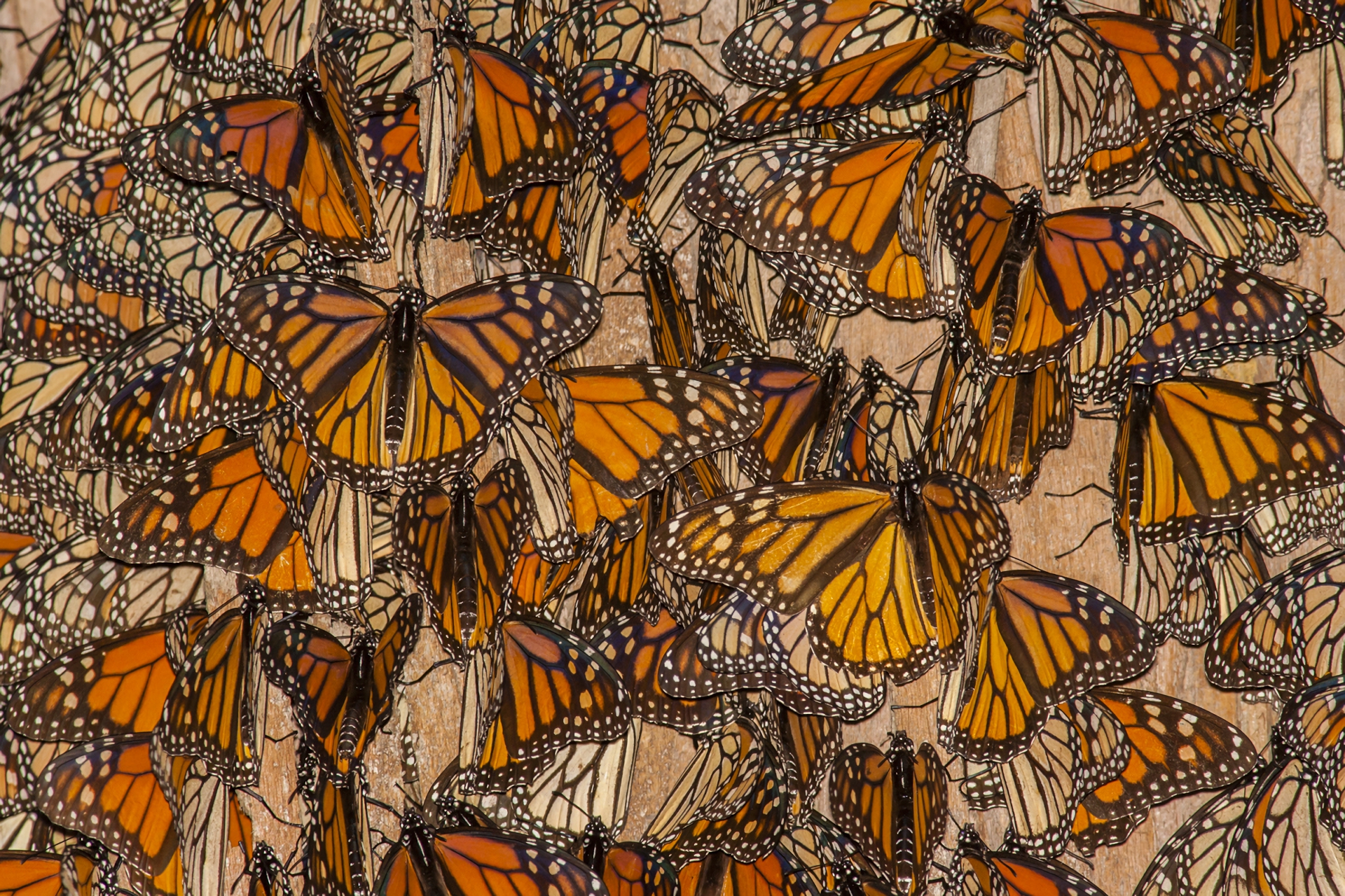 Animal Insect Butterfly Monarch Butterfly 1920x1280