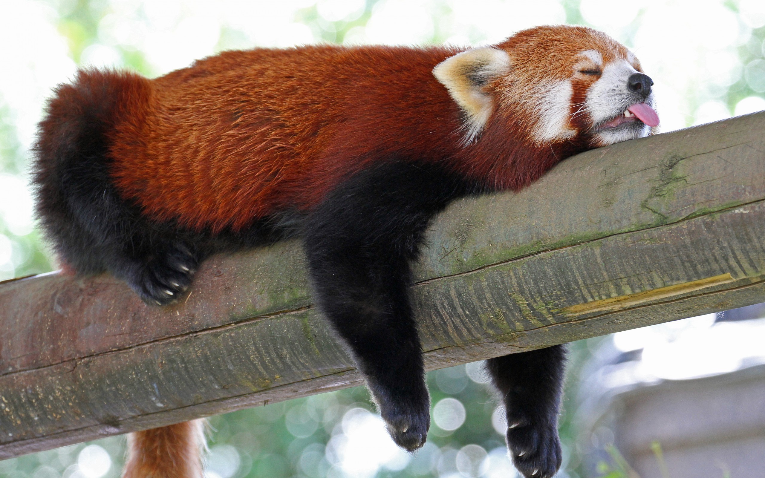 Red Panda Animals Sloths Low Angle 2560x1600