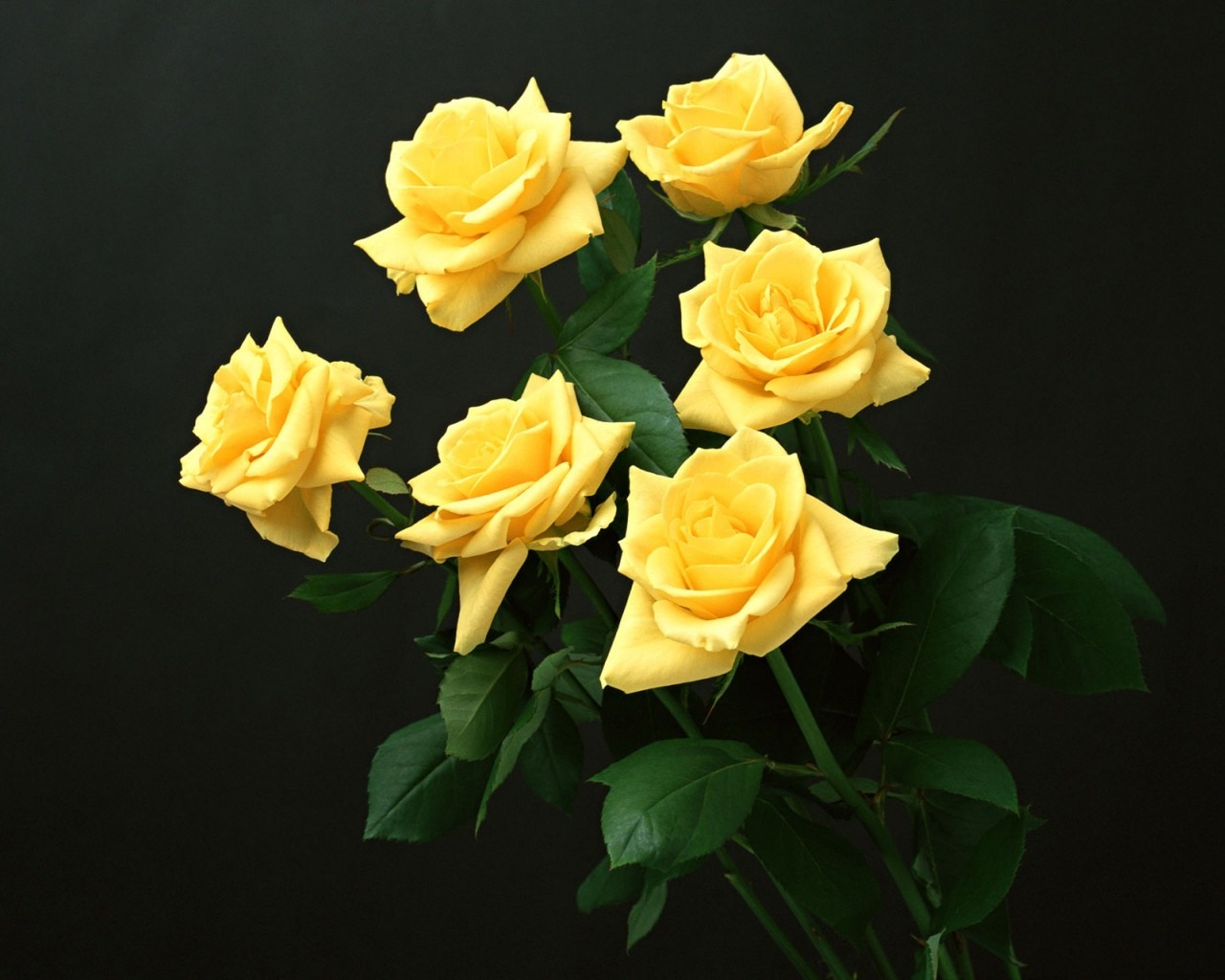 Yellow Flowers Yellow Roses Plants Flowers 1280x1024