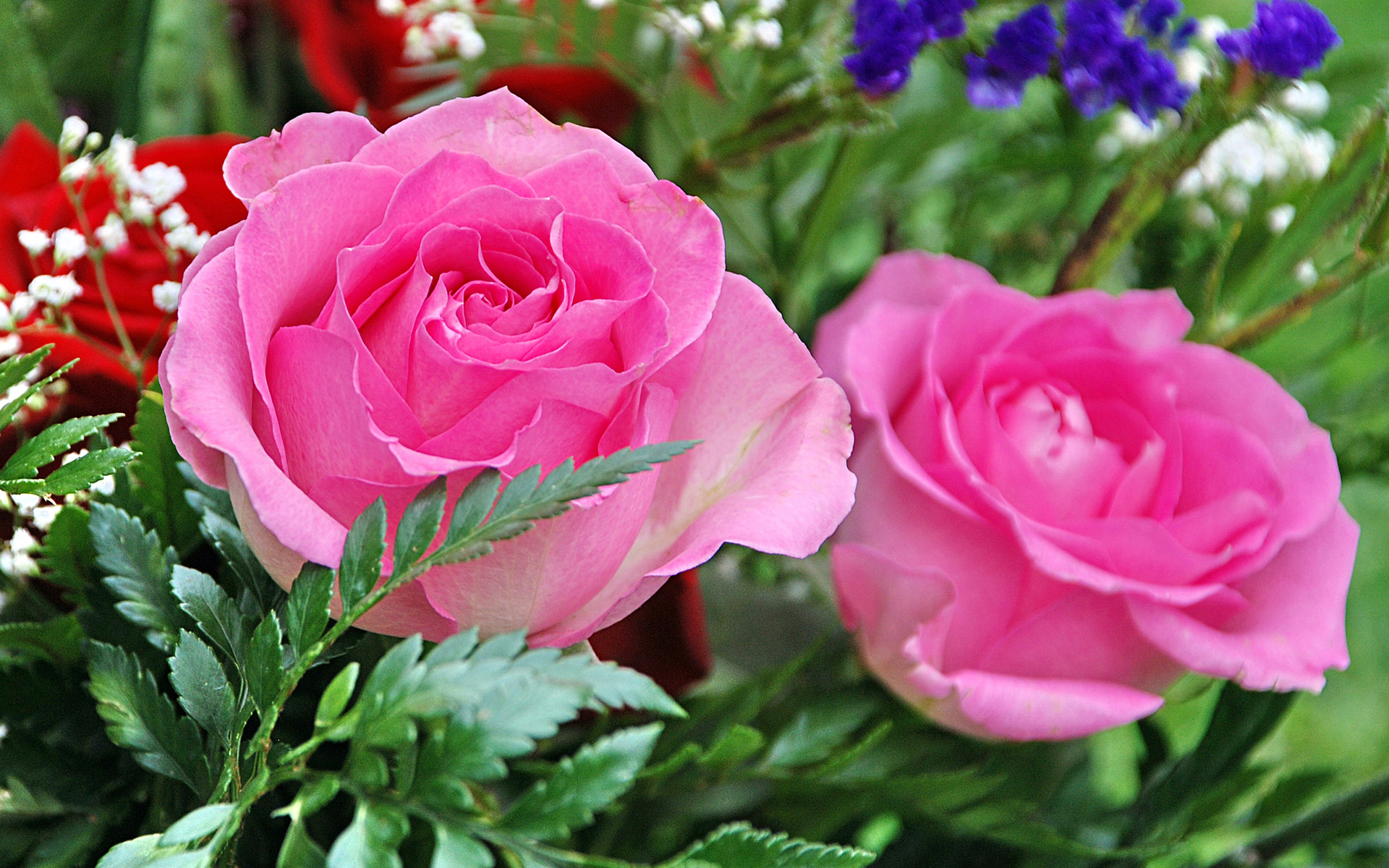 Flower Pink Rose 1920x1200