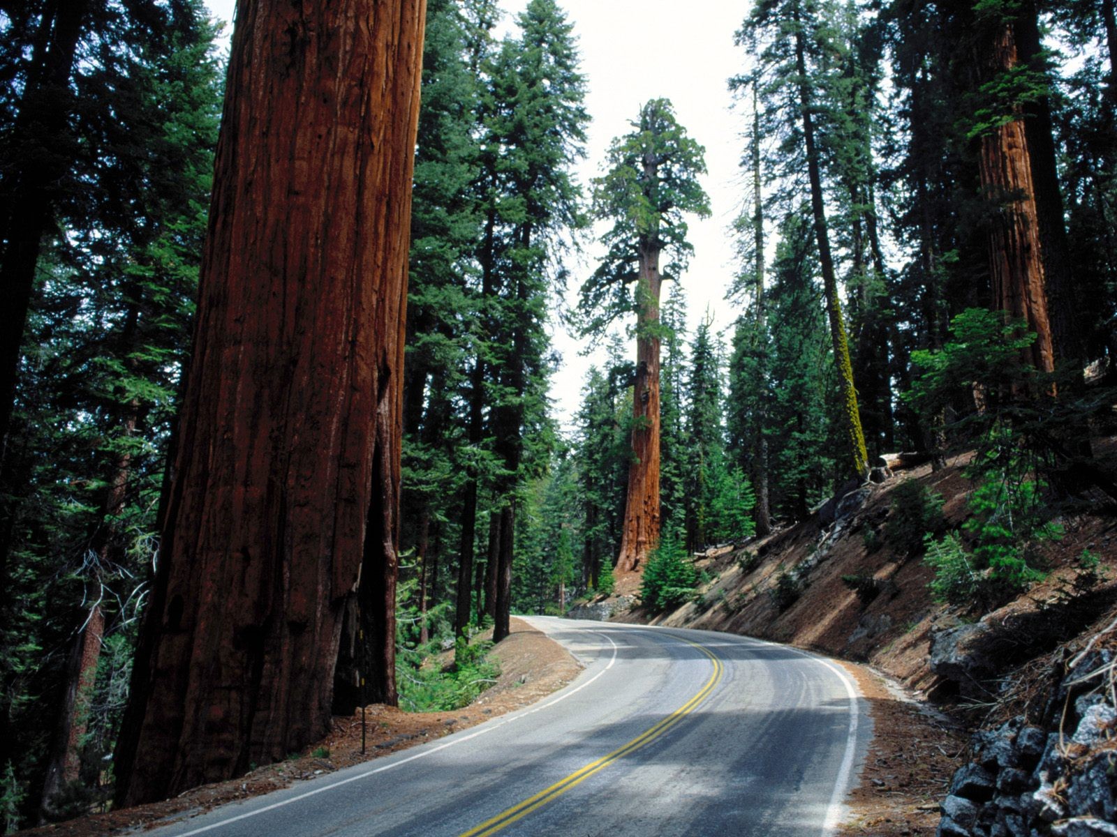 Landscape Road Pine Trees Redwood Nature 1600x1200