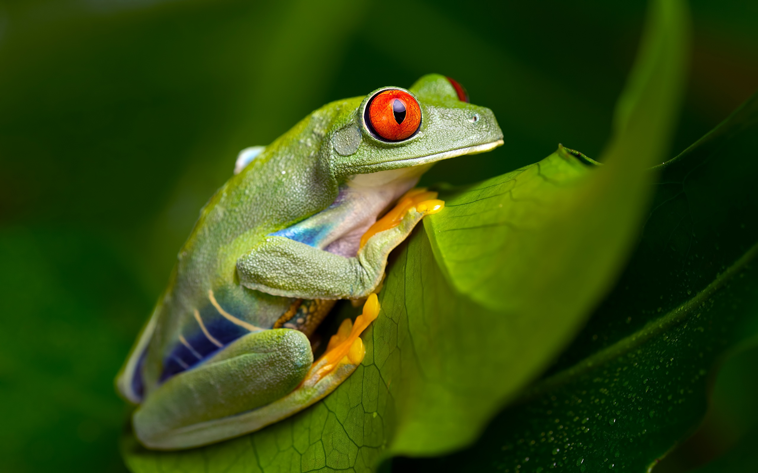 Animal Red Eyed Tree Frog 2560x1600