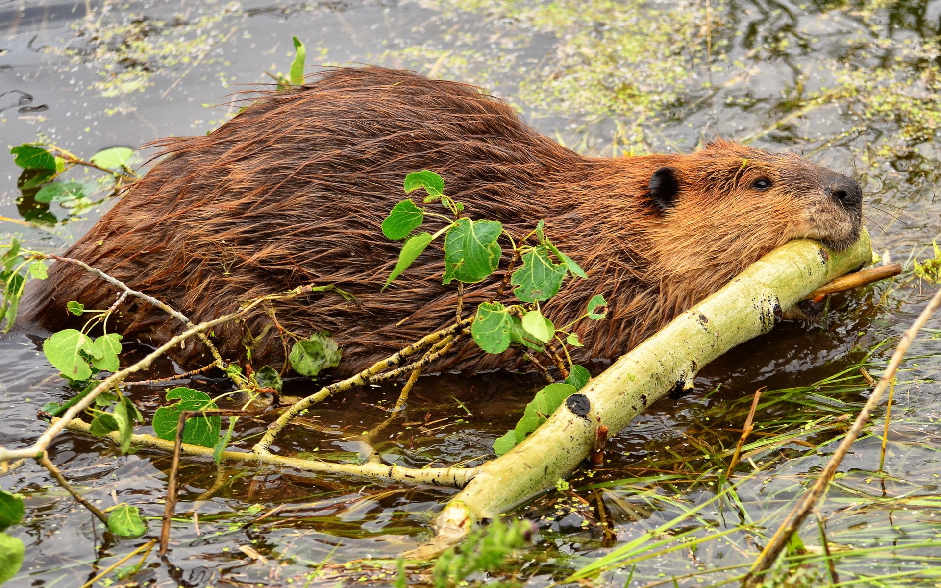 Beavers Animals Mammals In Water Branch 1920x1200