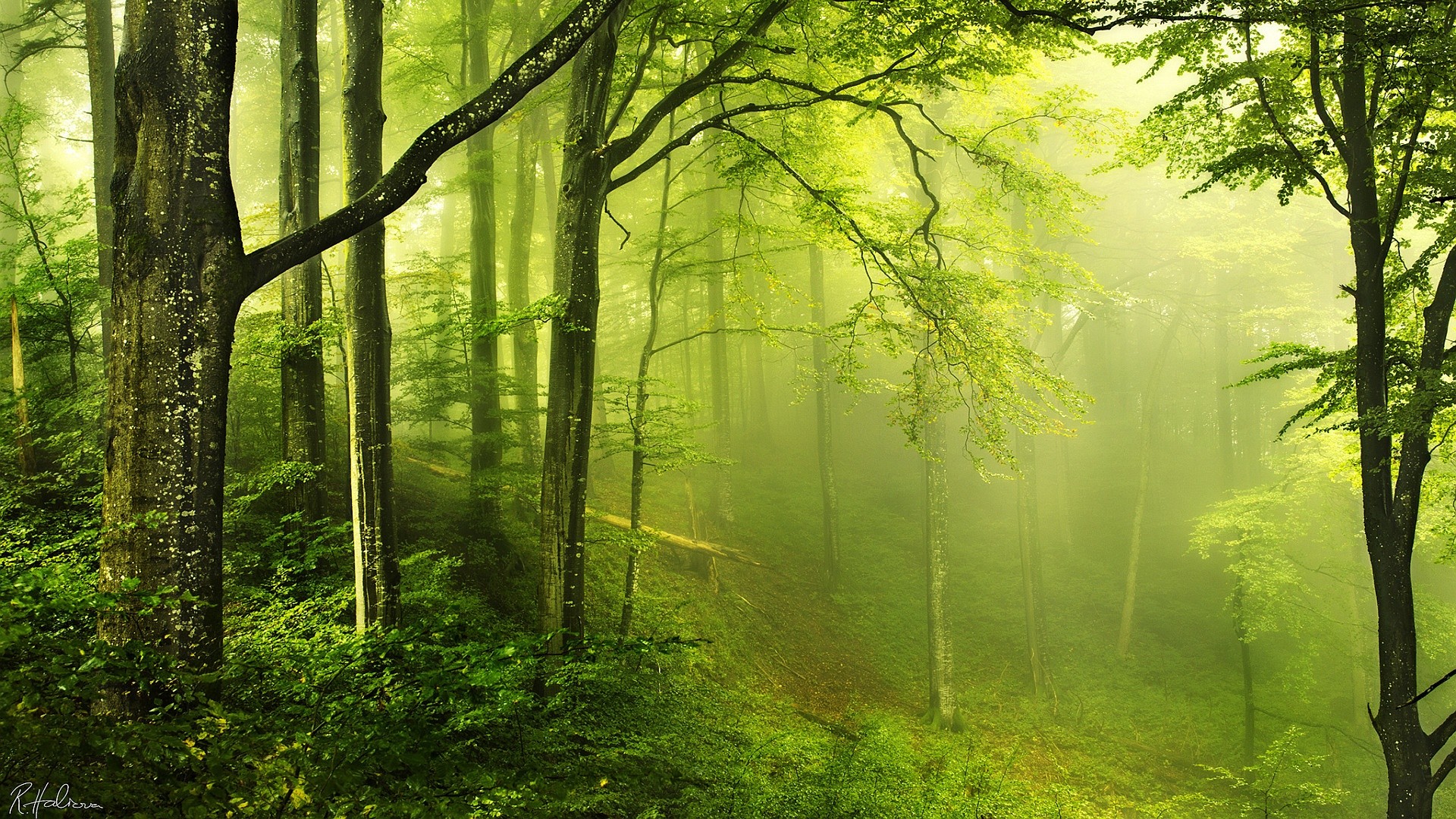 Nature Landscape Trees Wood Forest Leaves Branch Moss Green Mist Signatures 1920x1080
