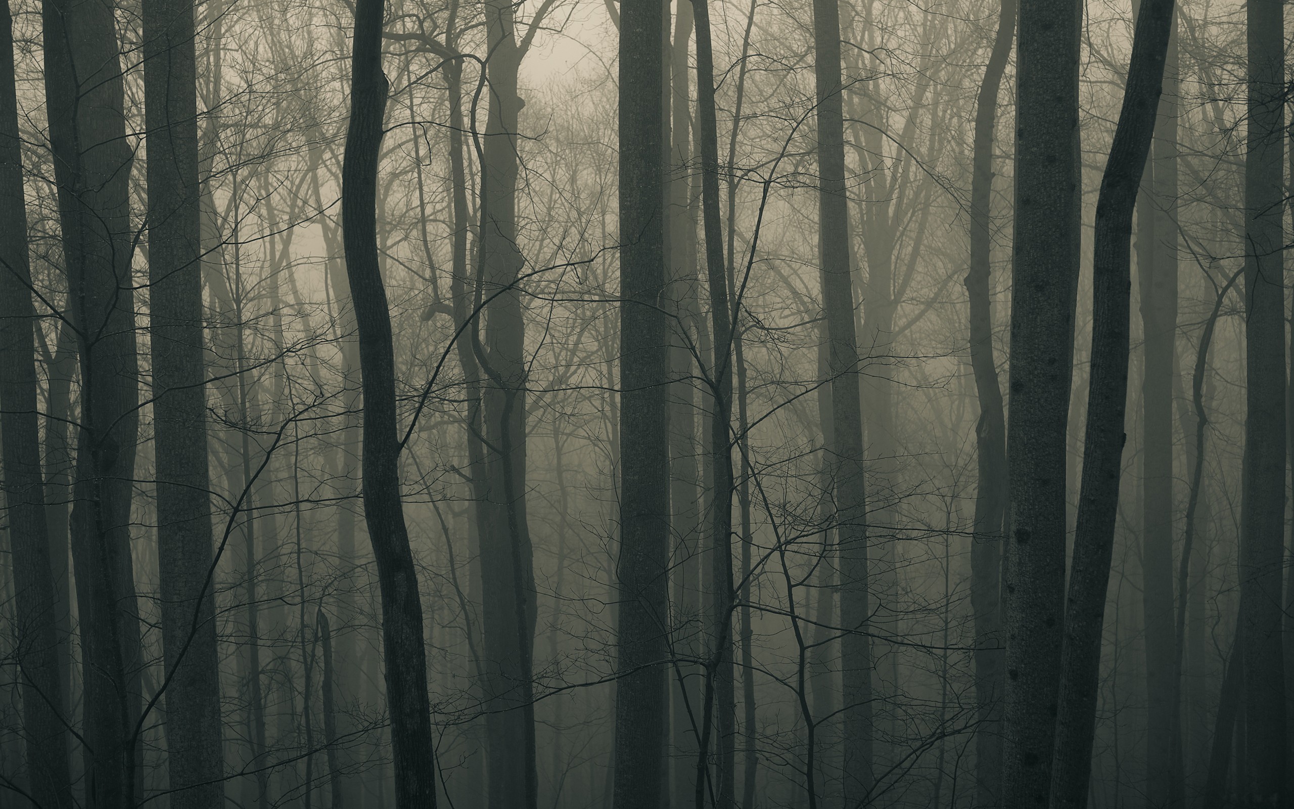 Nature Landscape Muted Trees Forest Branch Mist Gray 2560x1600
