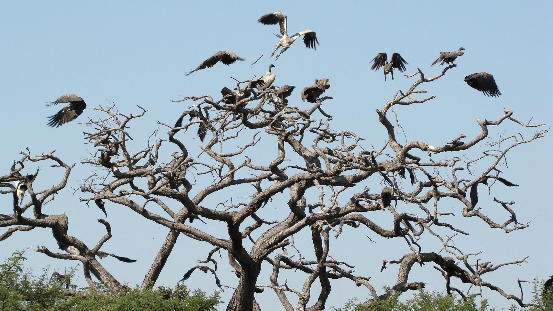 Animals Birds Nature Flying Vultures 1920x1080