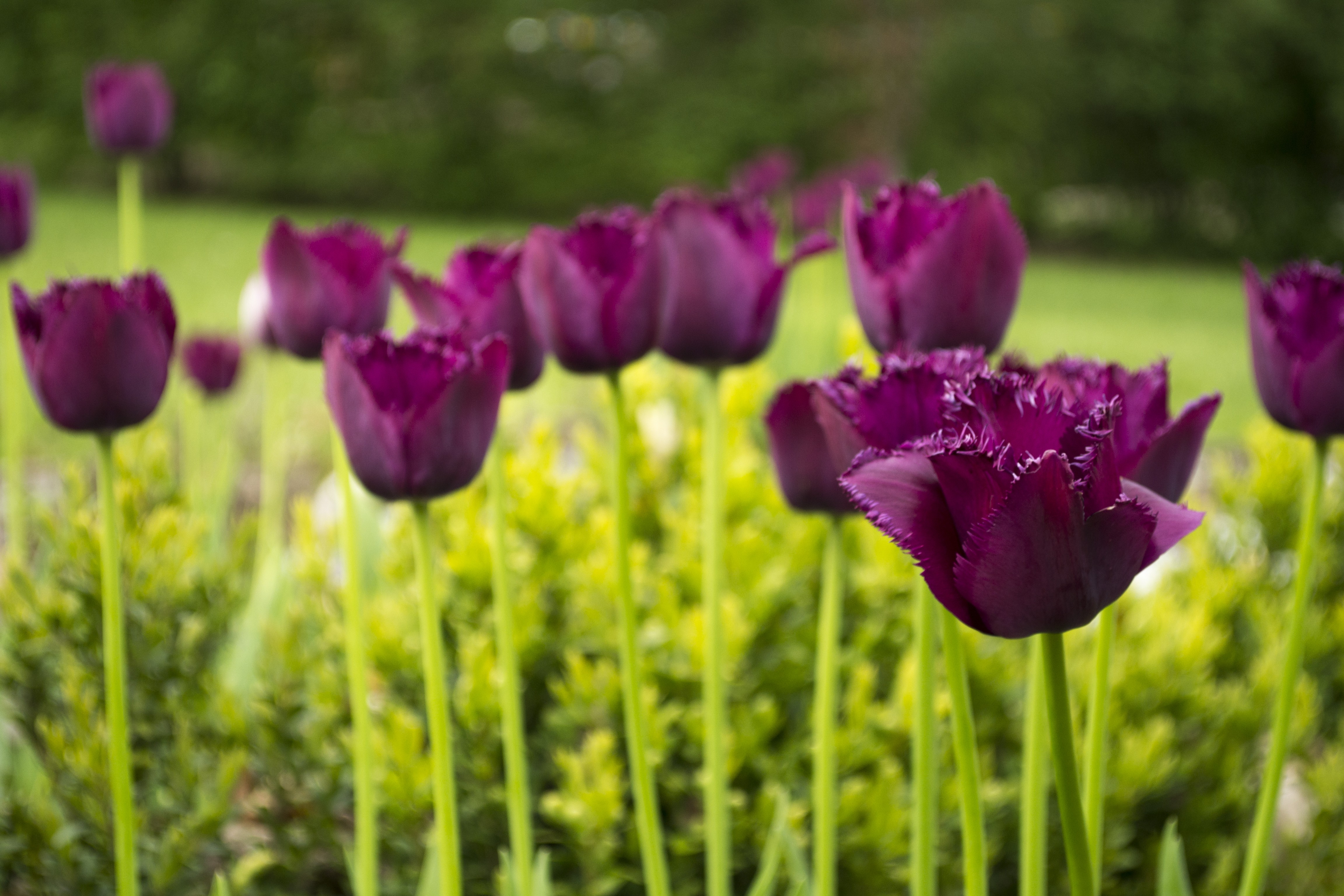 Hot Spring Tulips Flowers Purple Flowers Plants Outdoors 4608x3072