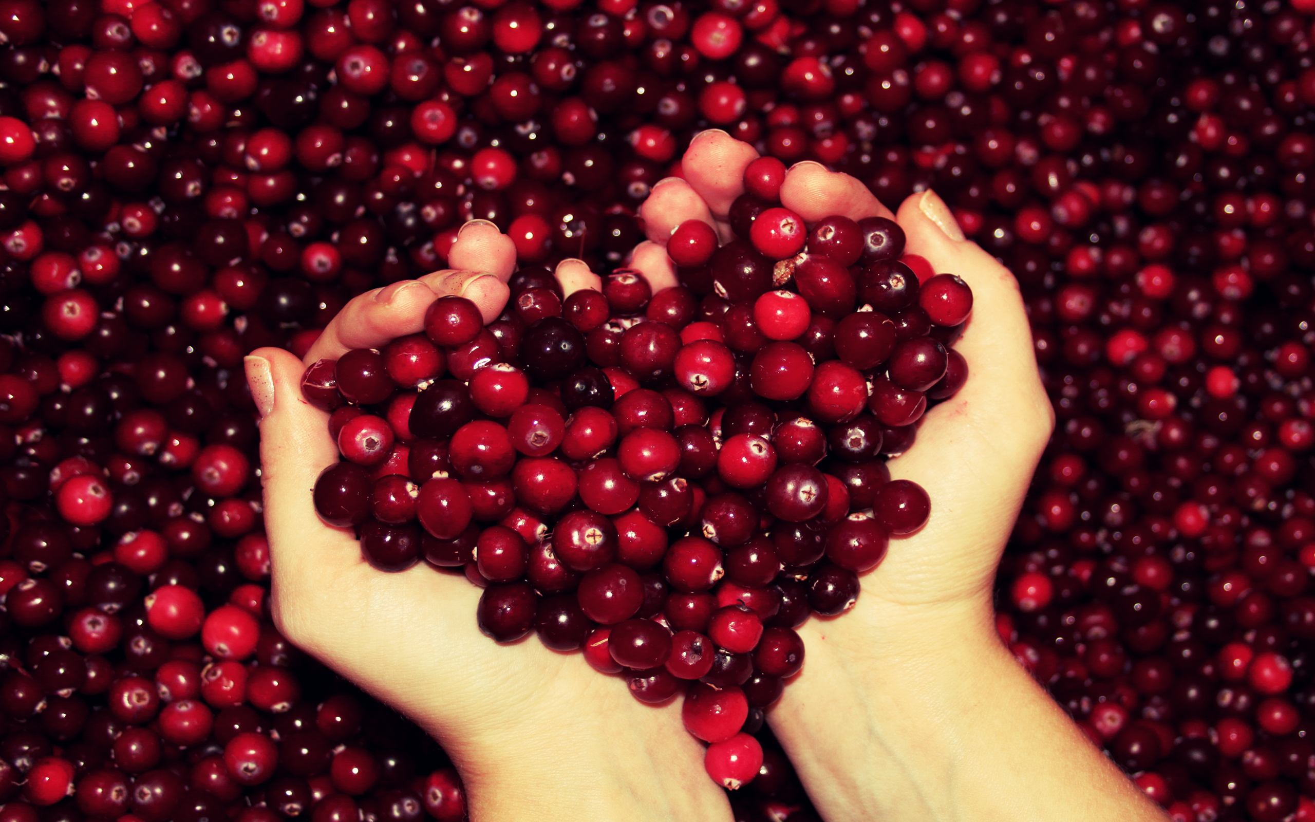 Fruit Cranberries Red Hands Fingers 2560x1600