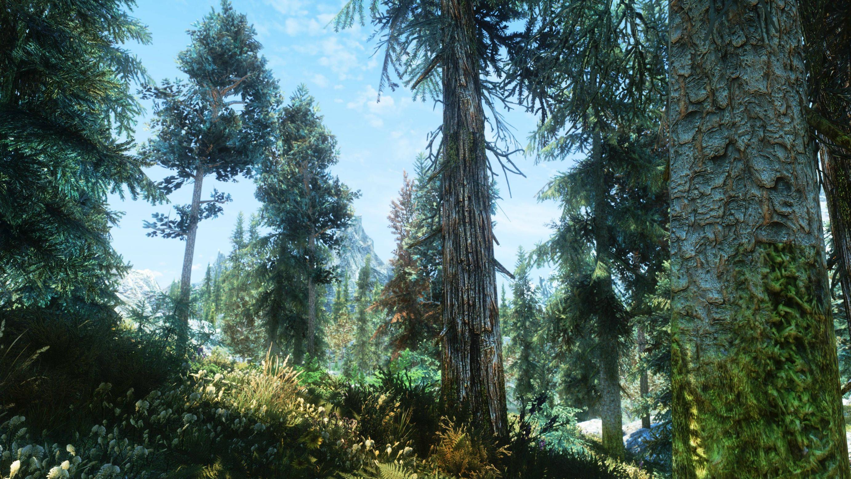 The Elder Scrolls V Skyrim Forest ENB Landscape The Elder Scrolls 2765x1555