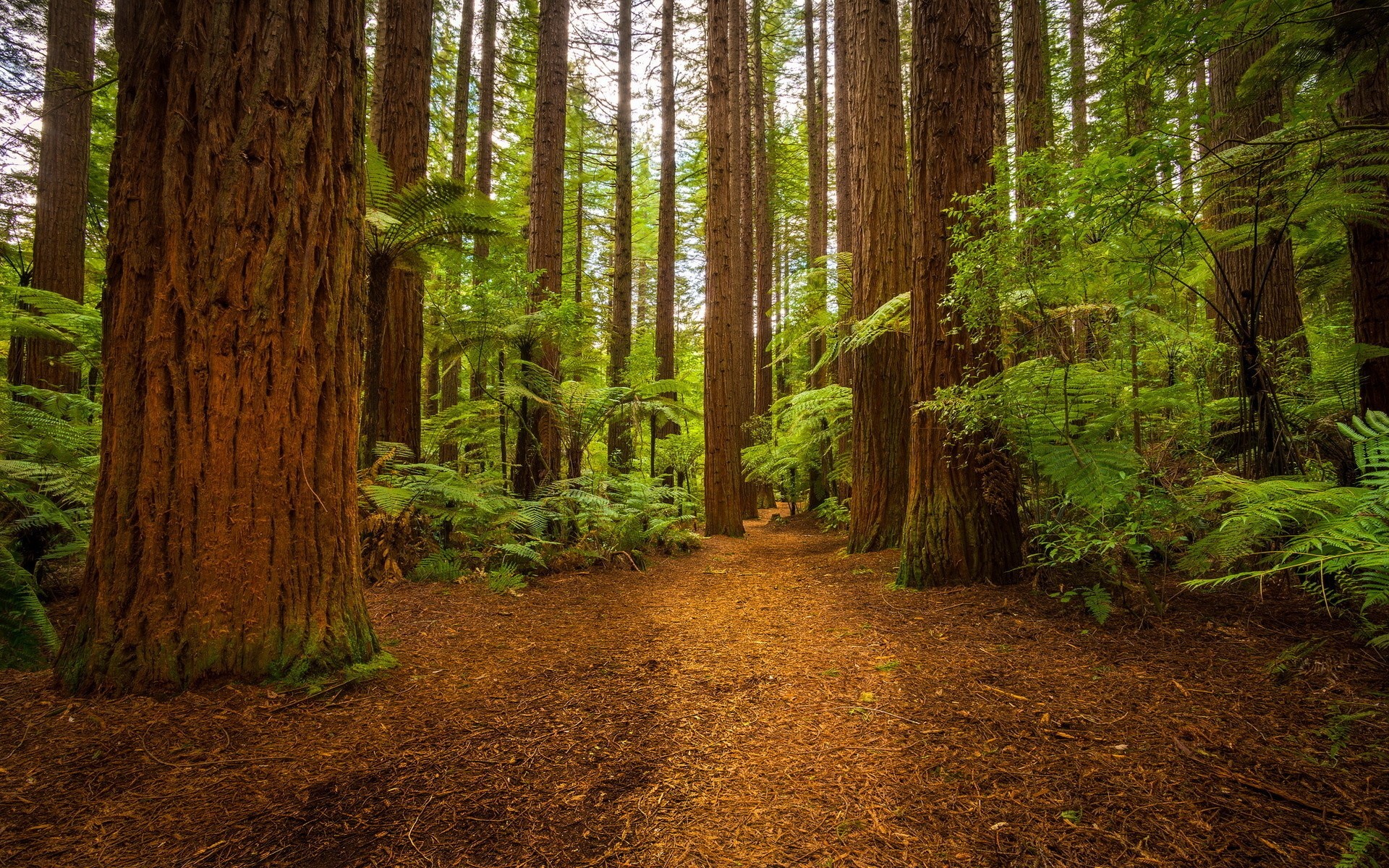 Forest Nature Wilderness Ferns Redwood Path 1920x1200