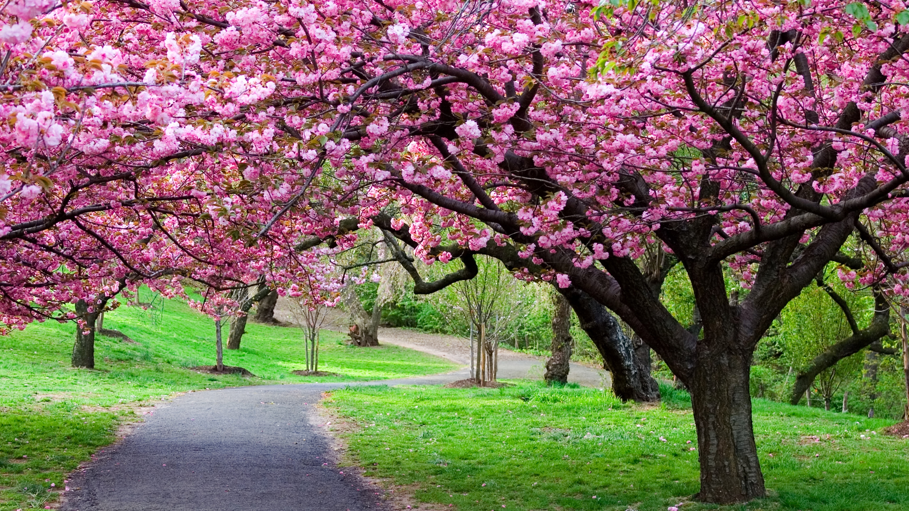 Cherry Tree Cherry Blossom Sakura Park Path Japan Spring 3840x2160