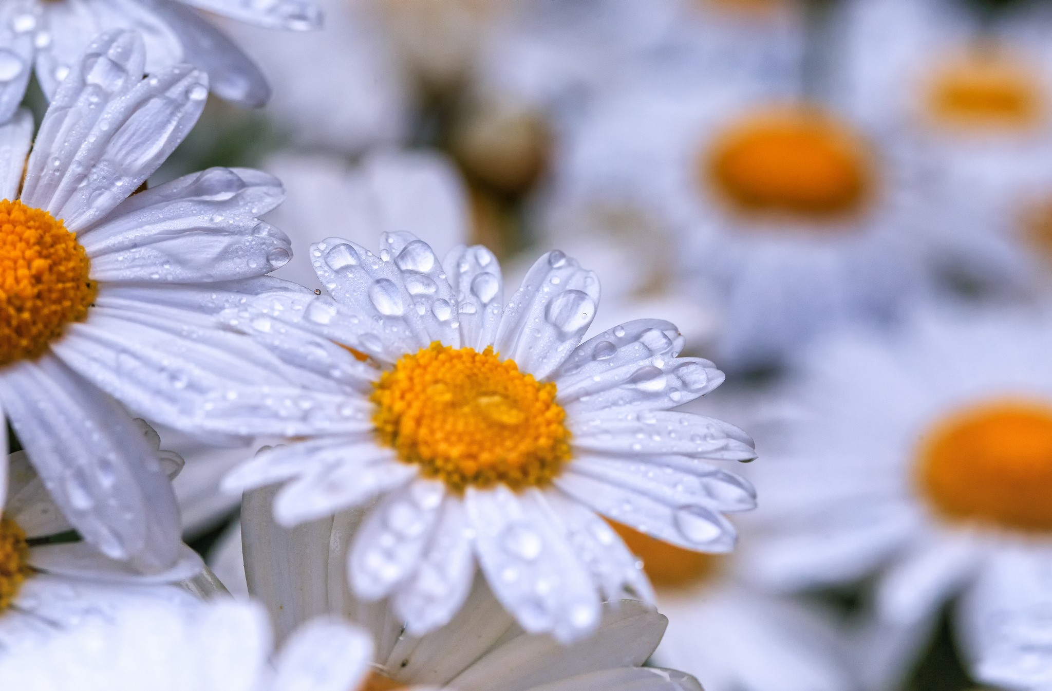 Daisy Camomile 2048x1345