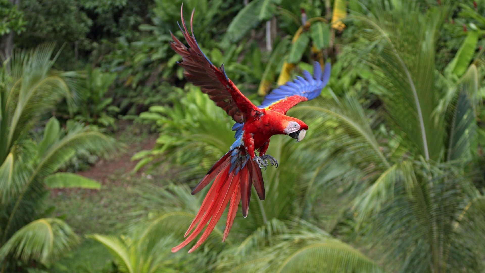 Macaws Animals Nature Birds Parrot 1920x1080