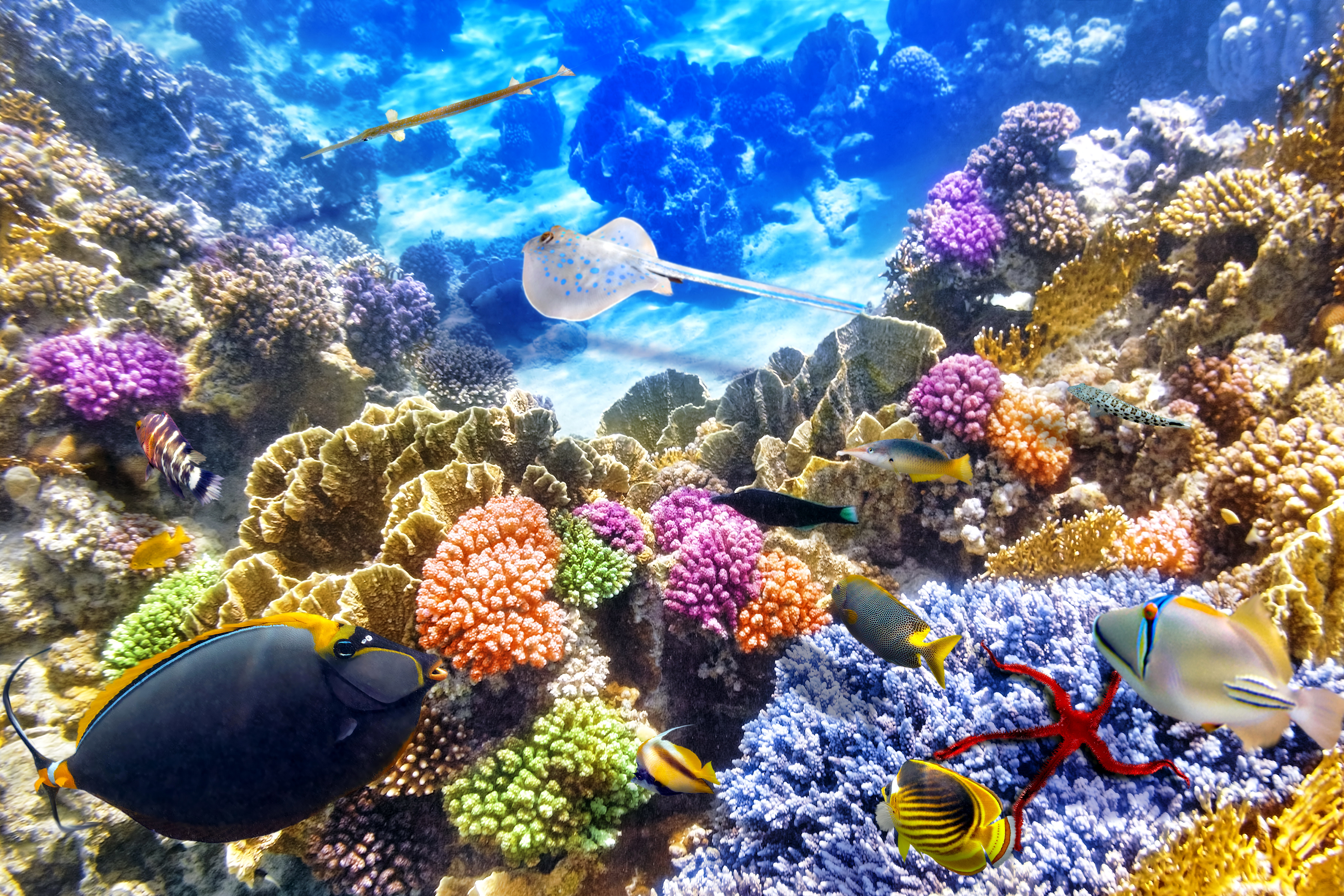 Underwater Coral Fish Stingray 6750x4500
