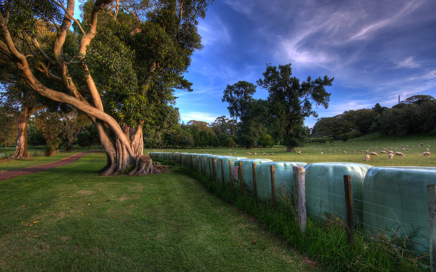 Sheep Farming Outdoors Trees Field 1440x900