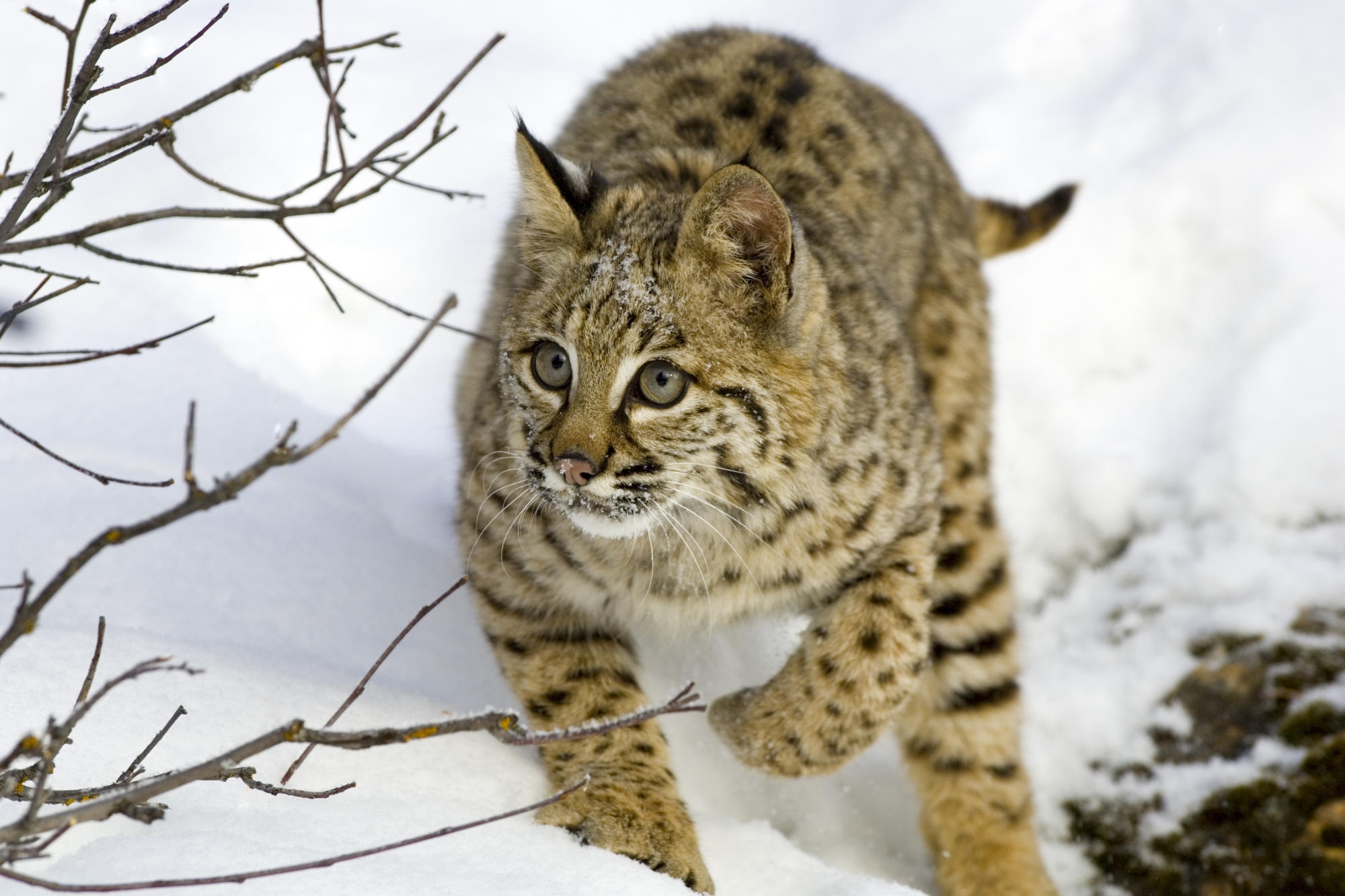 Lynx Snow Big Cat 2000x1333