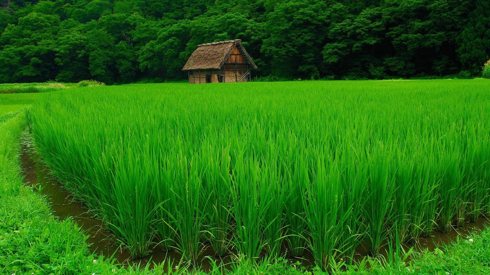 Nature Landscape Green Water Trees House Forest Grass Field Plants Rice Paddy 1920x1080
