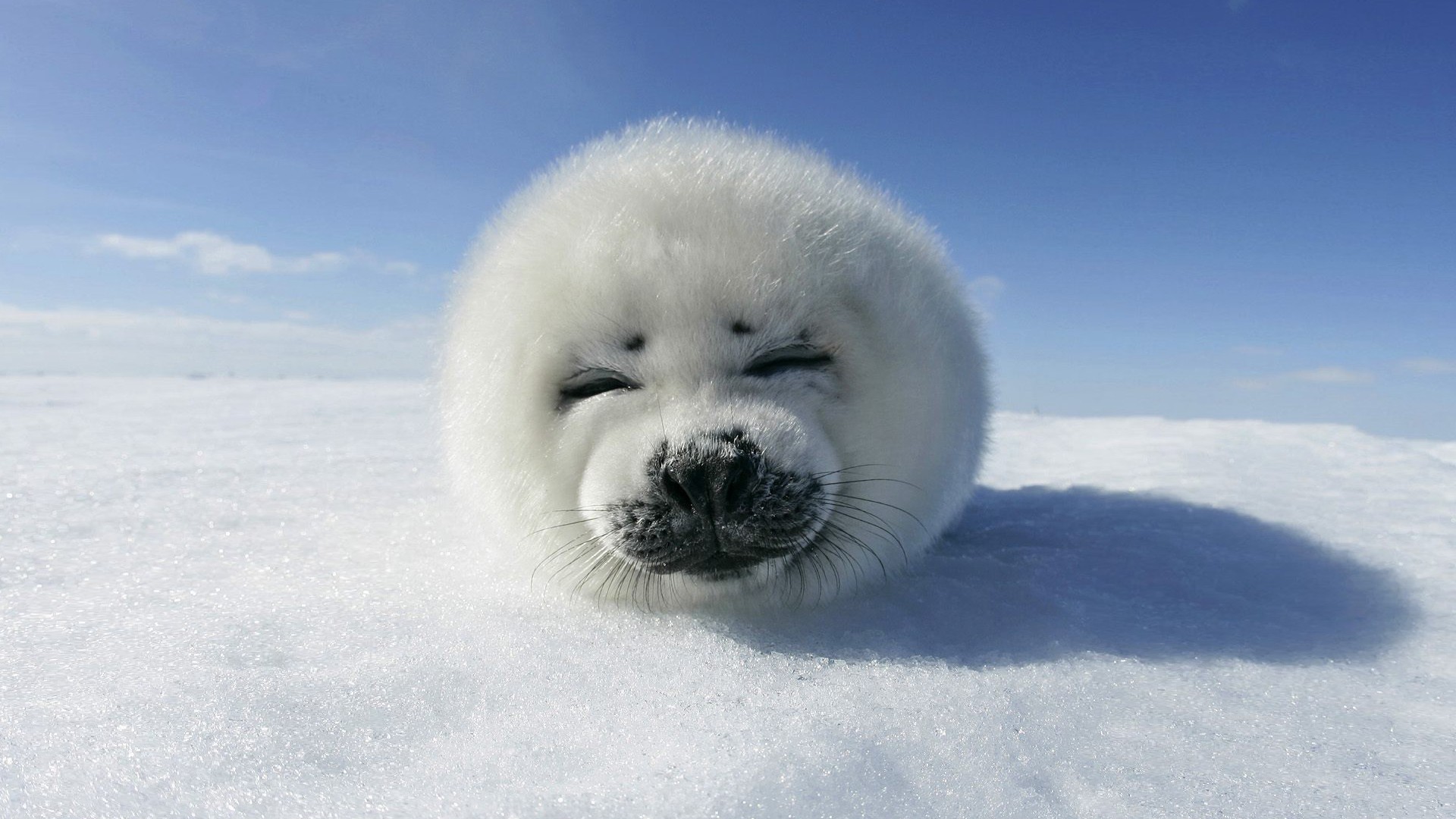Seals Snow Winter Animals Frontal View 1920x1080