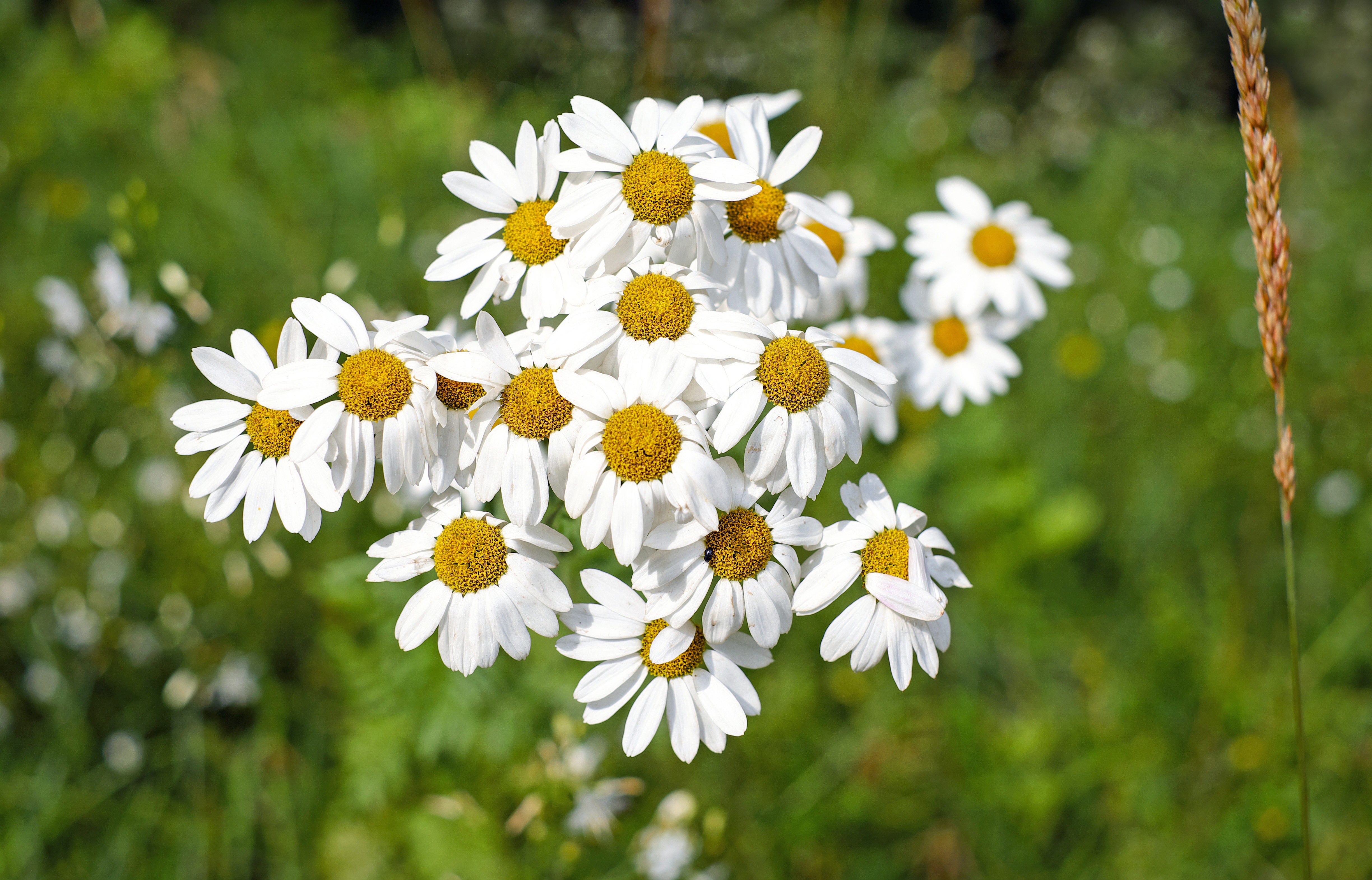 Chamomile Close Up Flower Nature Summer Wildflower 4896x3140