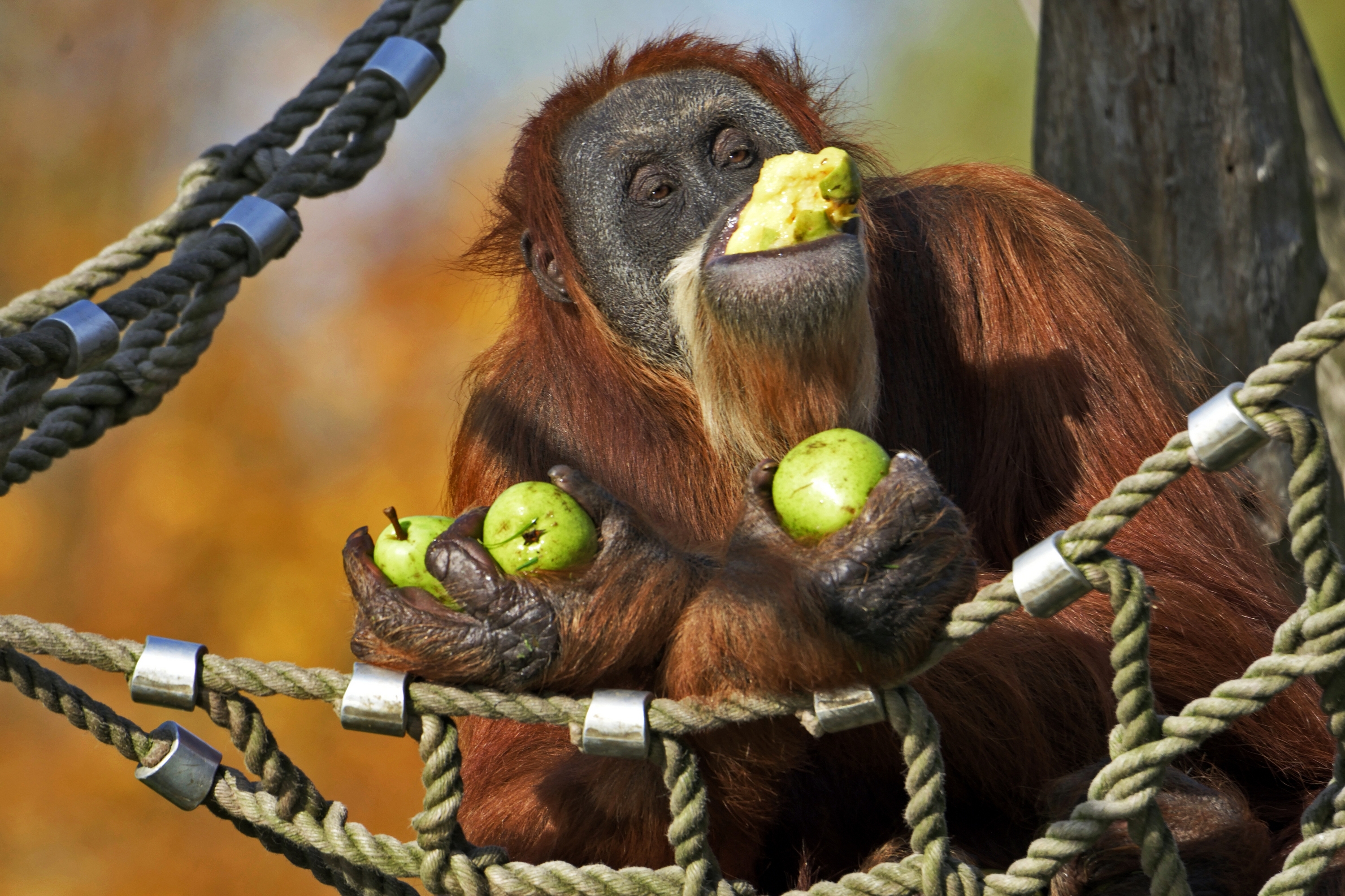 Orangutan Monkey Pear Hammock 3000x2000