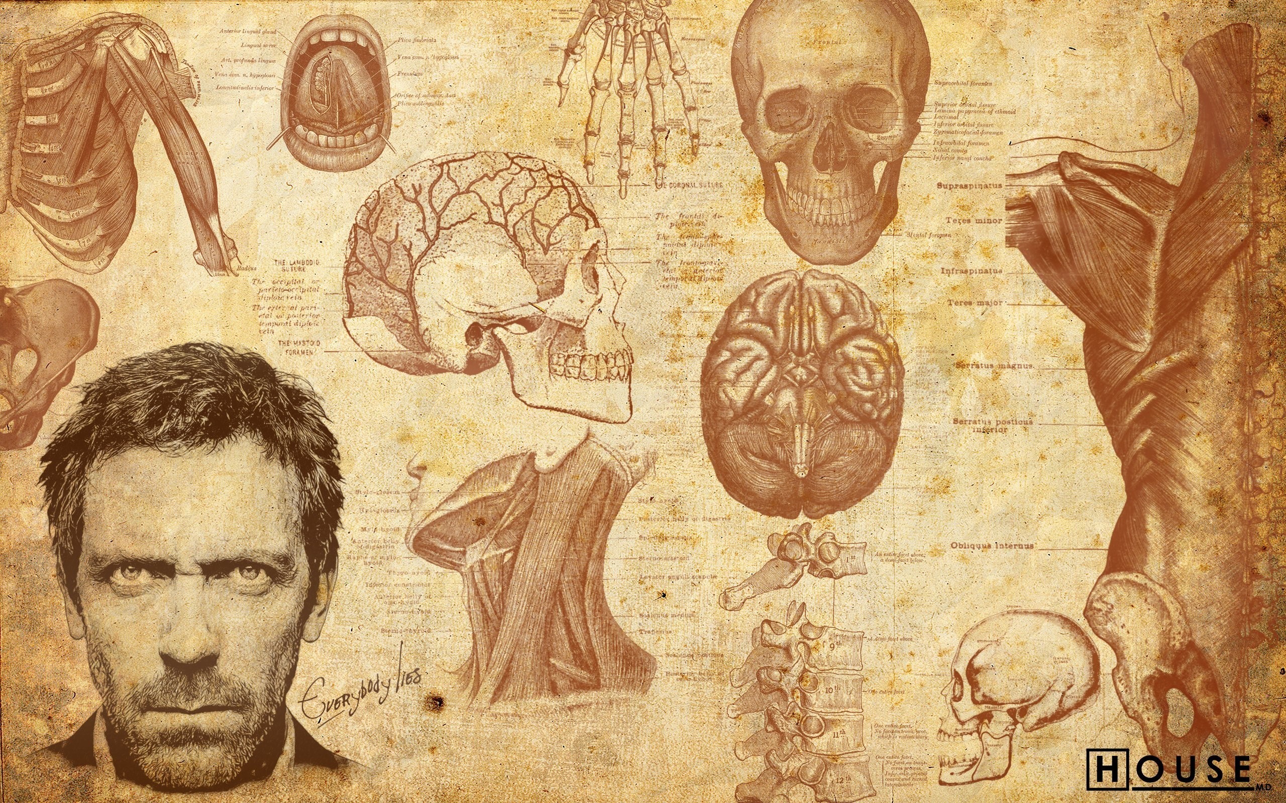 Men Artwork Gregory House Actor Gregory House Hugh Laurie Face Skull Bones Muscles Brain Medicine Pe 2560x1600