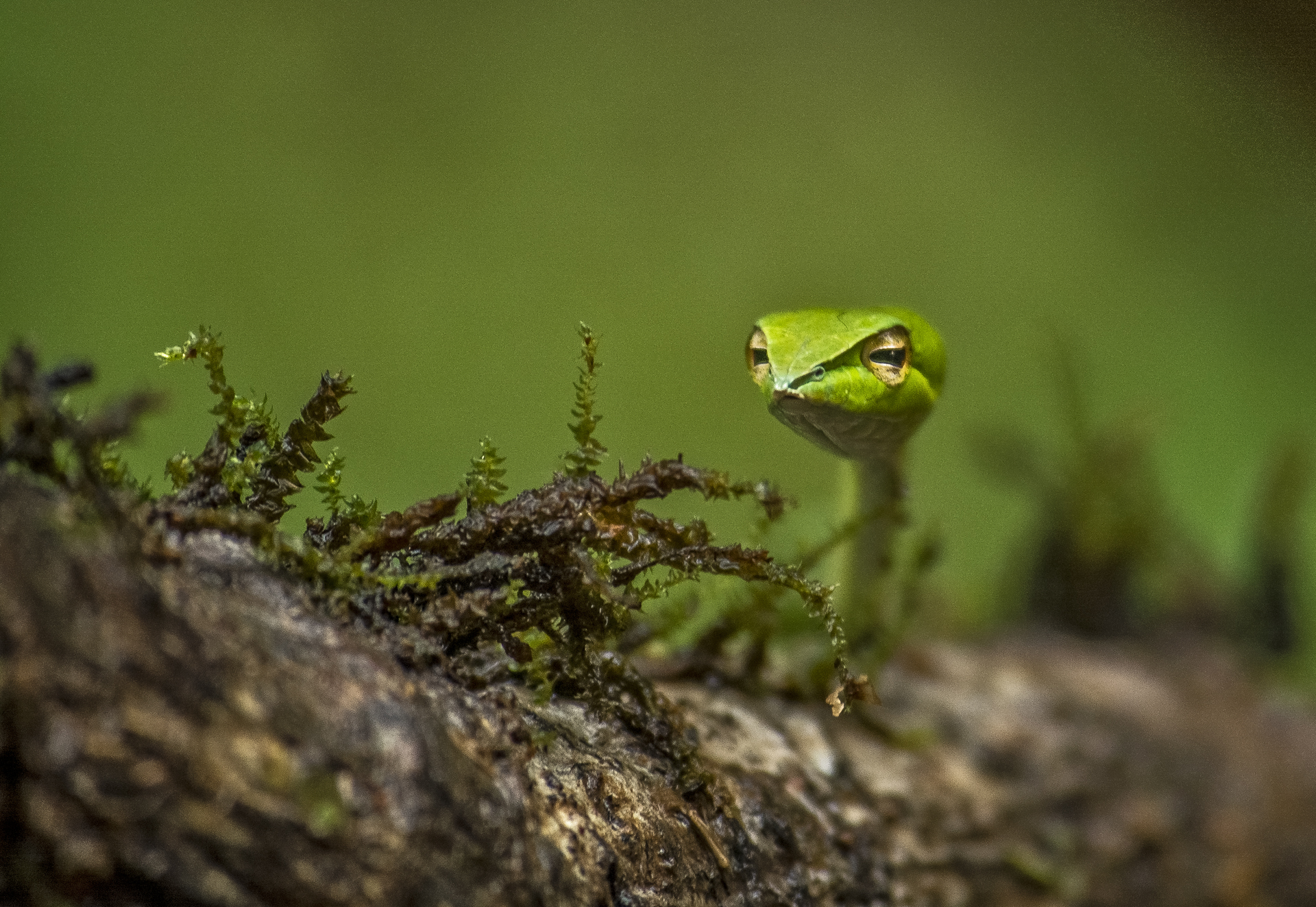 Nature Vipers Reptiles Wood Snake 1920x1323