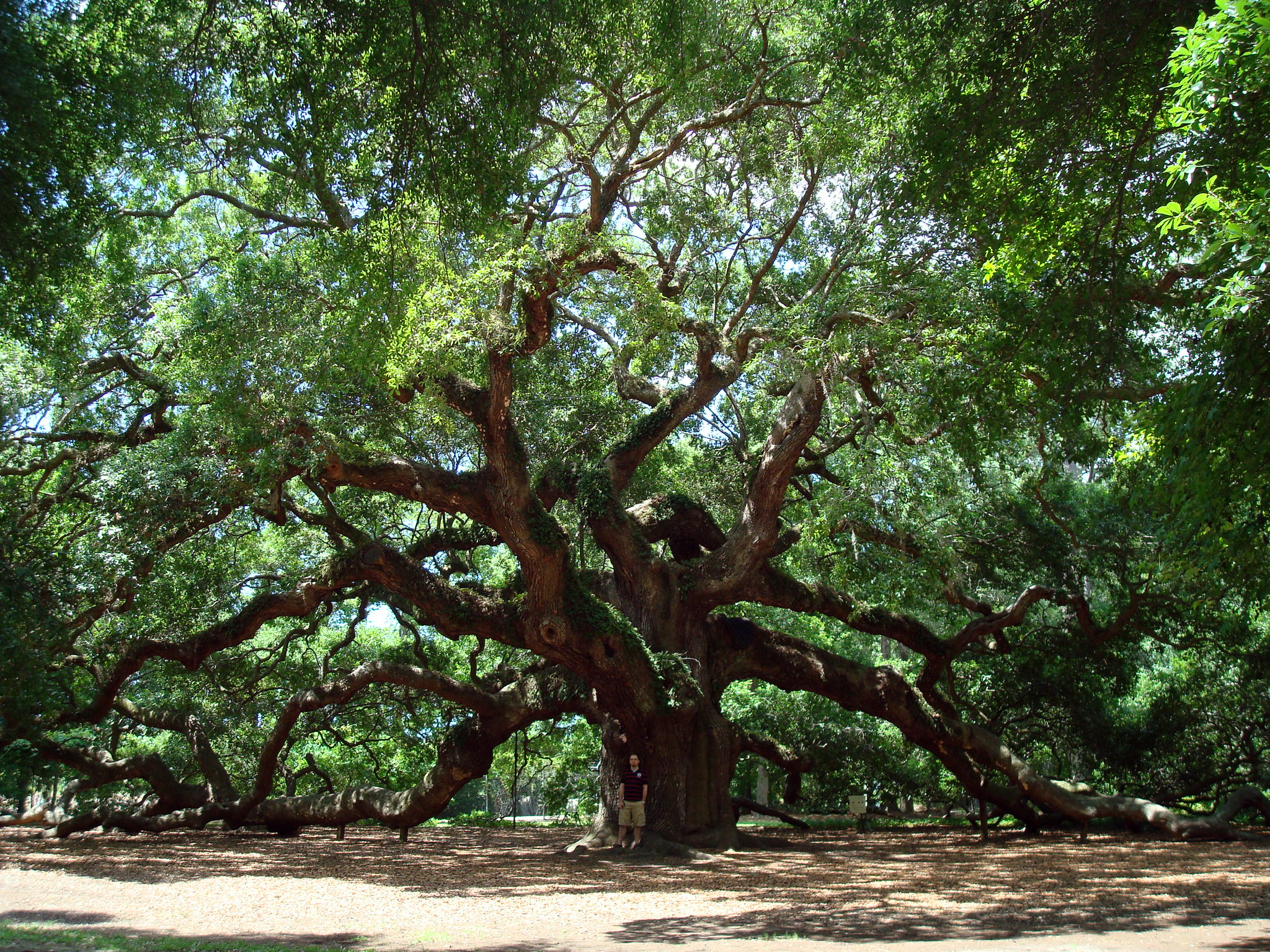 Earth Angel Oak Tree 2048x1536