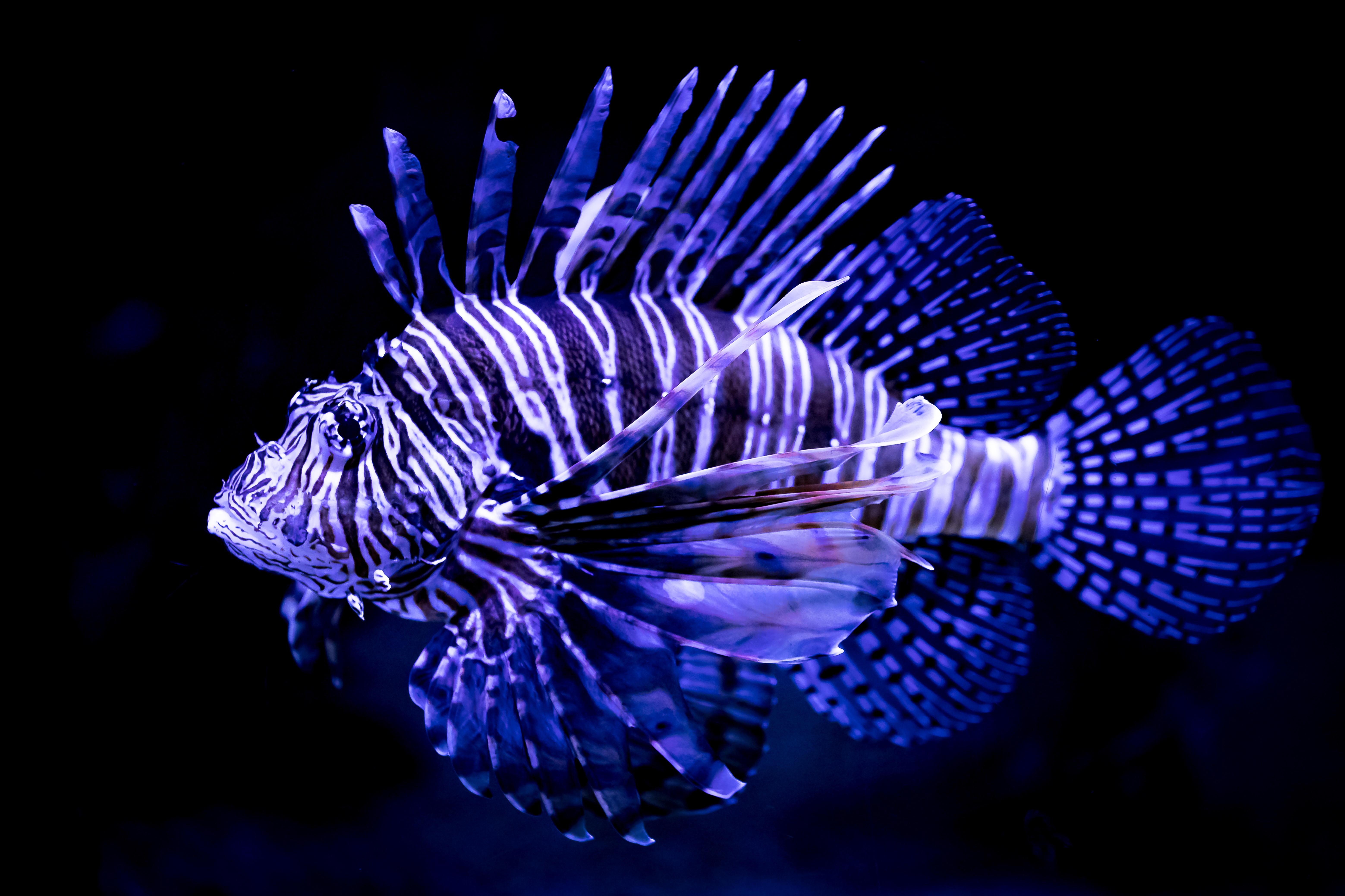 Lionfish Fish Blue 6235x4157