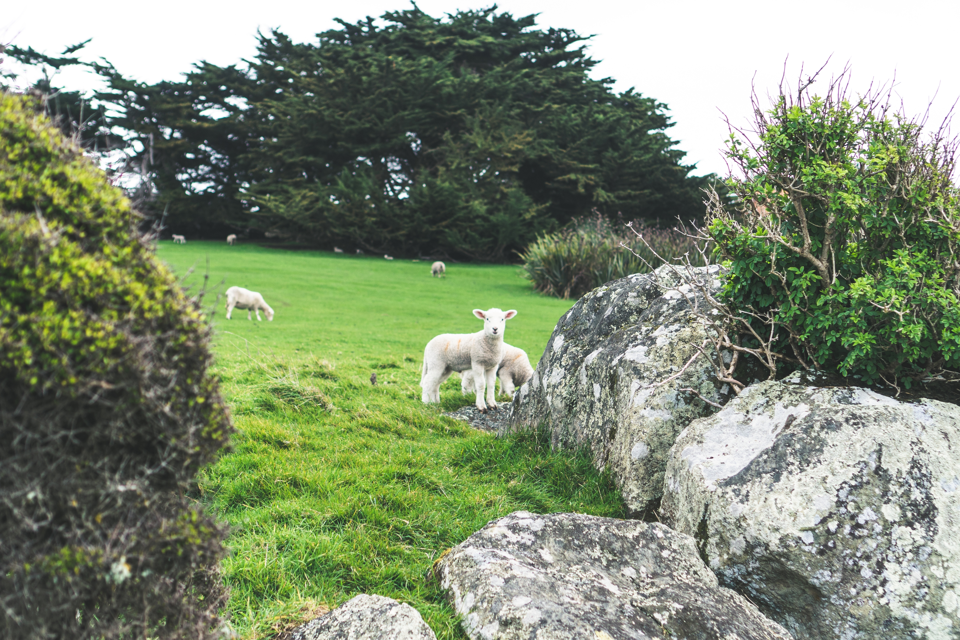 Animal Farm Sheep Nature Landscape New Zealand Trees Rock 3840x2560