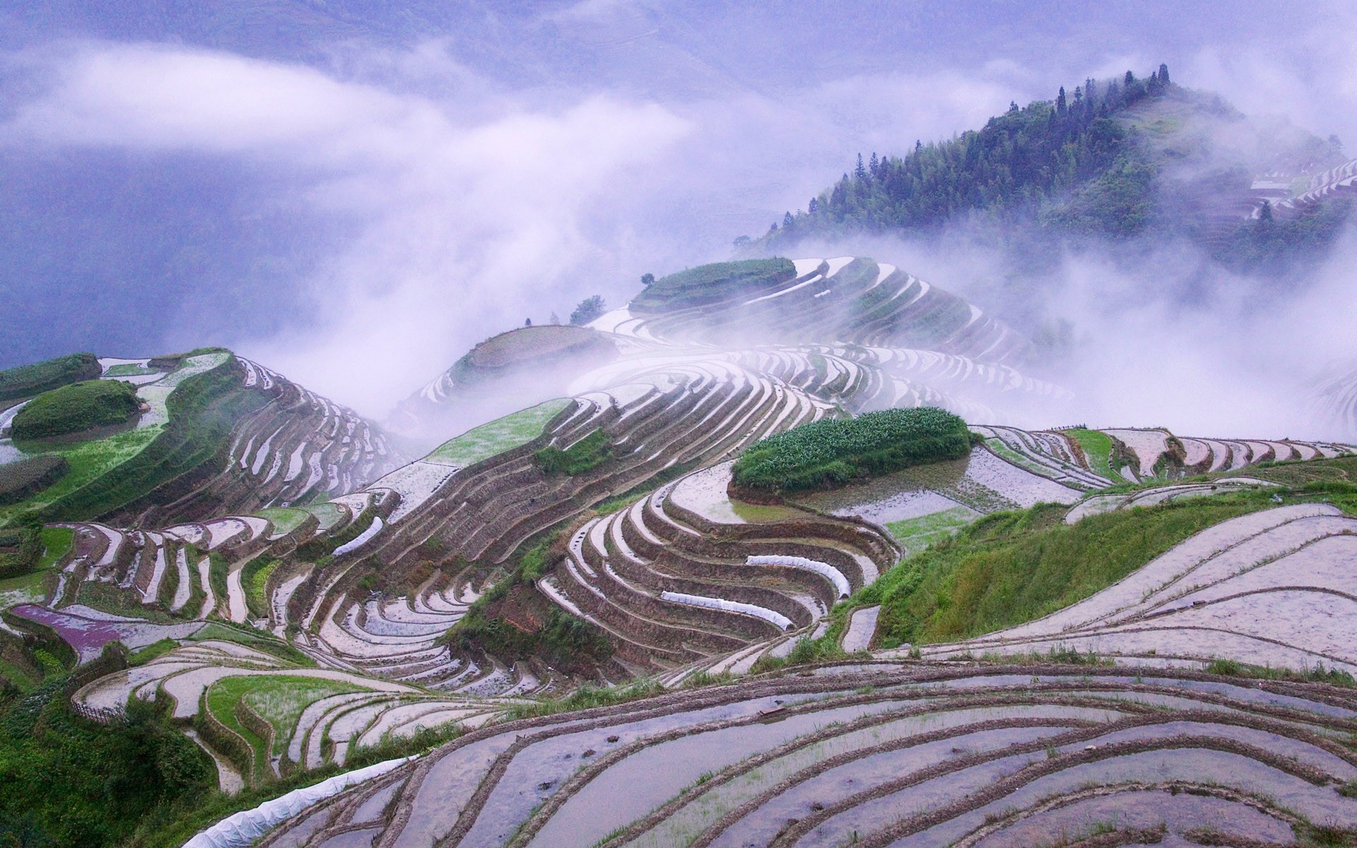 Rice Paddy Terraced Field Hills Landscape Rice Fields Valley 1920x1200