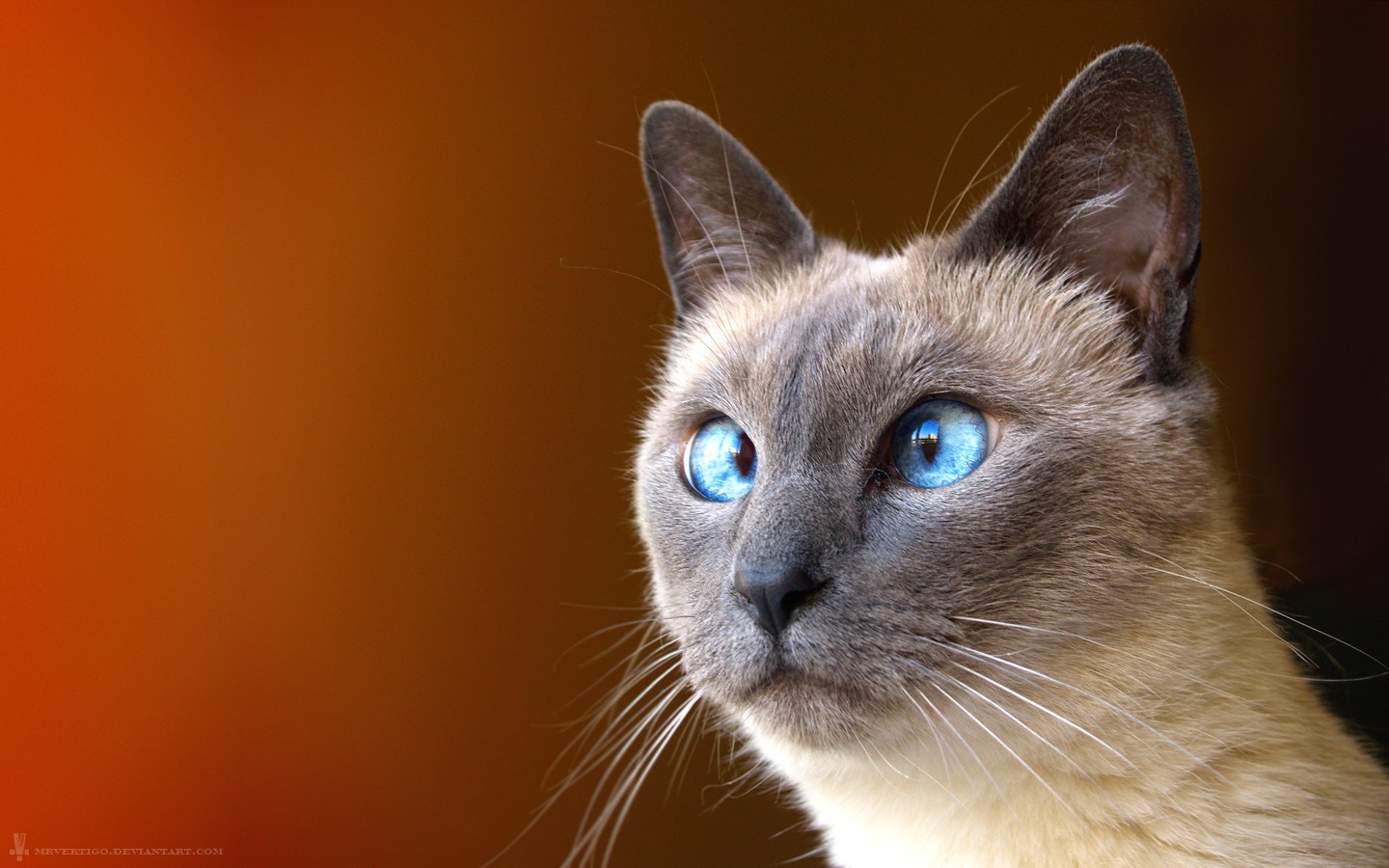 Cats Siamese Cats Crosseyed 1440x900