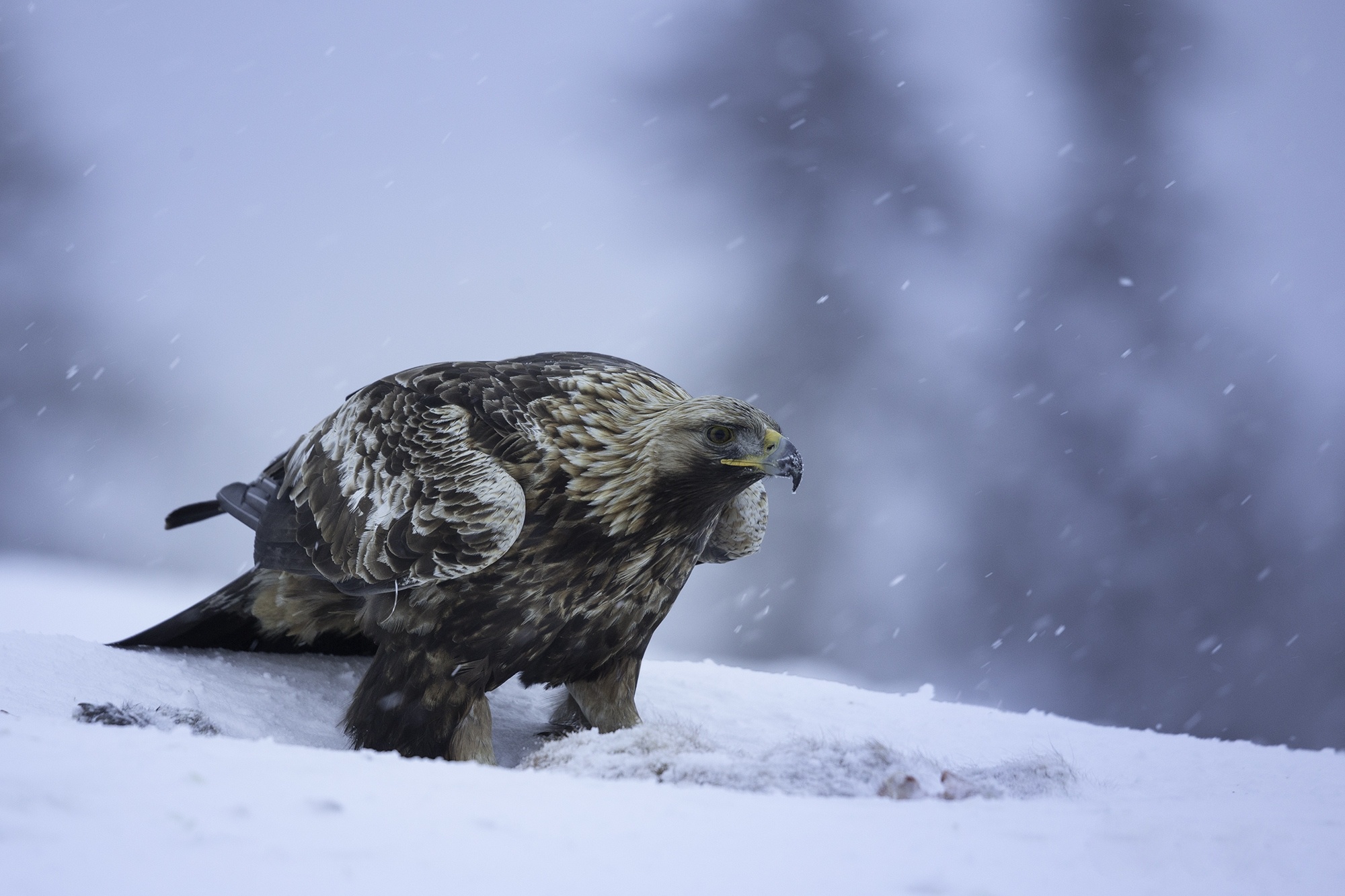 Golden Eagle Eagle Bird Of Prey Snowfall Winter Bird 2000x1333