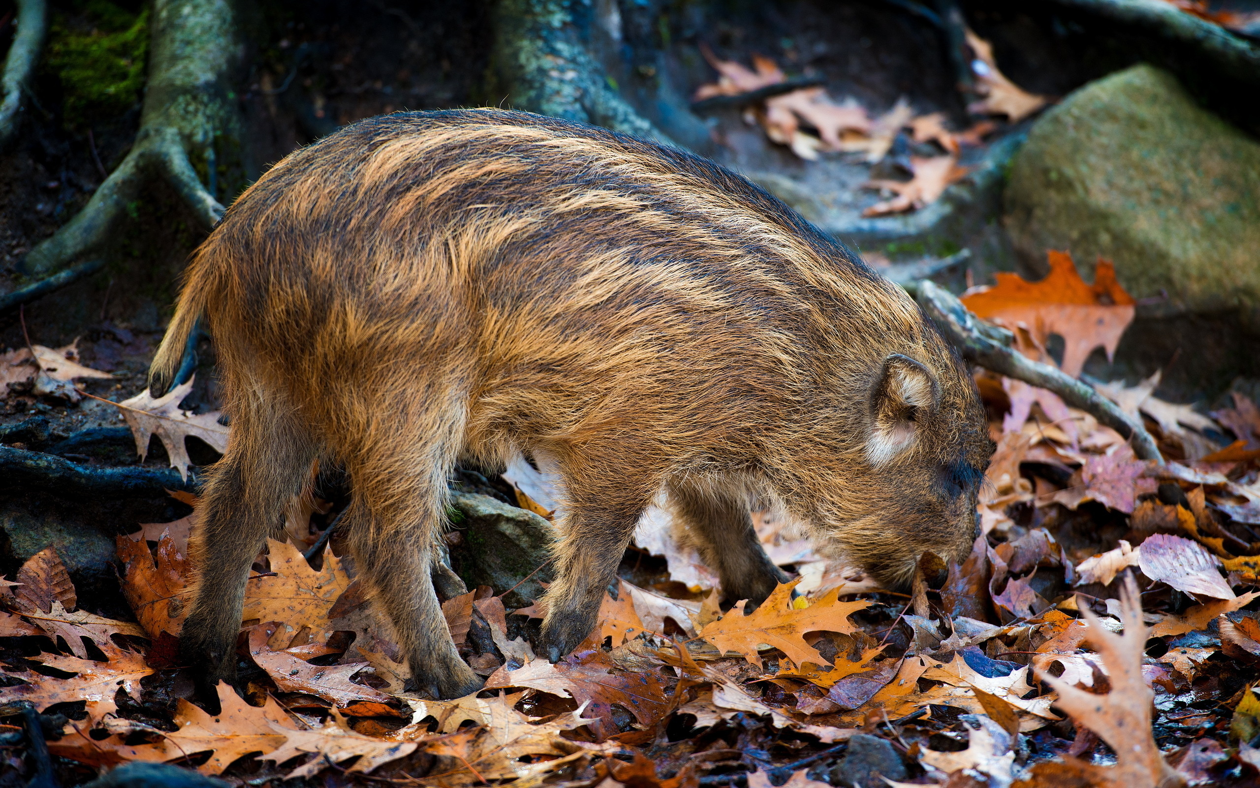 Animal Boar 2560x1600