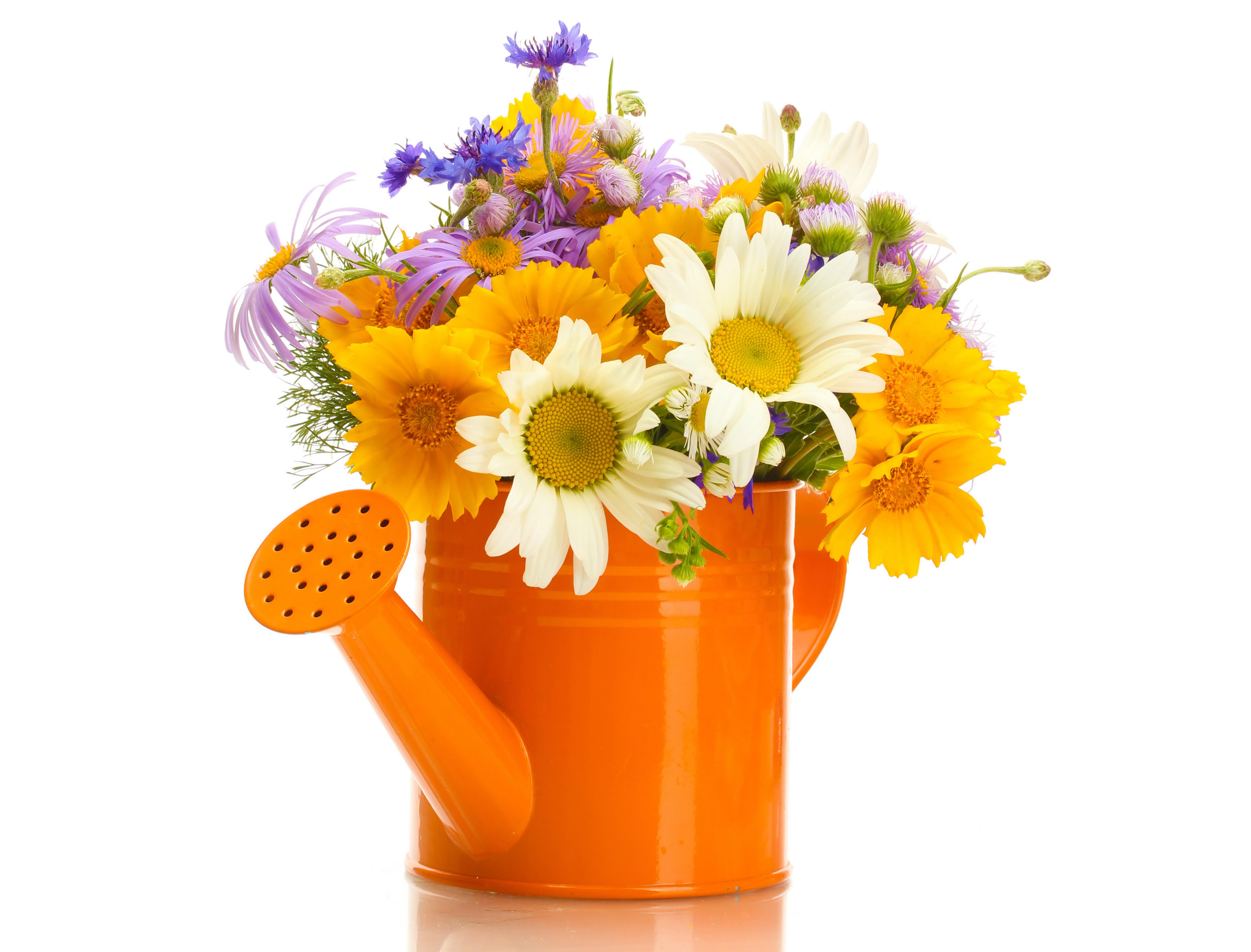 Flower Gerbera White Flower Yellow Flower Watering Can 6000x4565