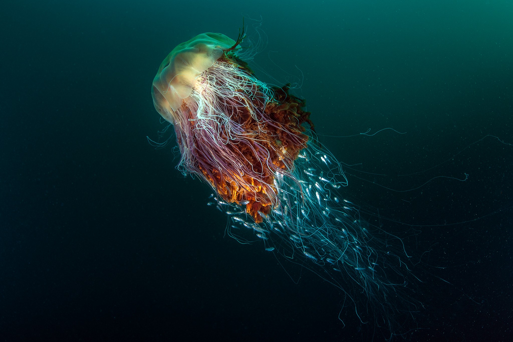 Nature Underwater Sea Animals Fish Jellyfish Deep Sea Contests Winner Photography Animals Jellyfish  2048x1363