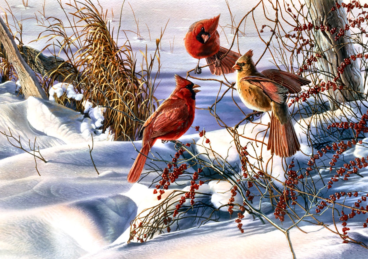 Christmas Cardinals Birds Snow 1280x900