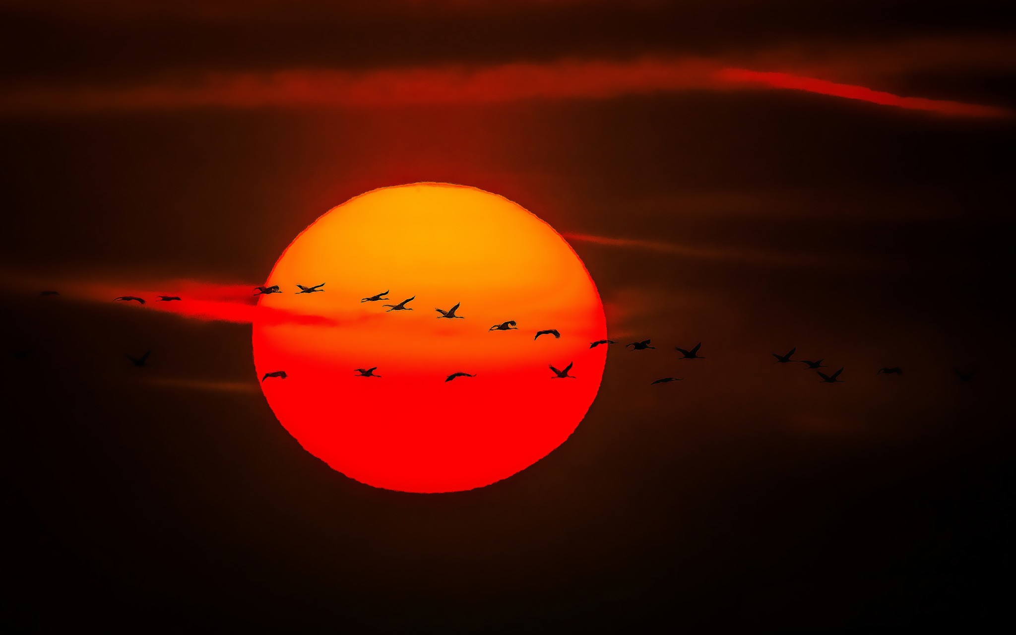 Sun Geese Goose Sunset Orange Sky Skyscape Birds Silhouette 2048x1280