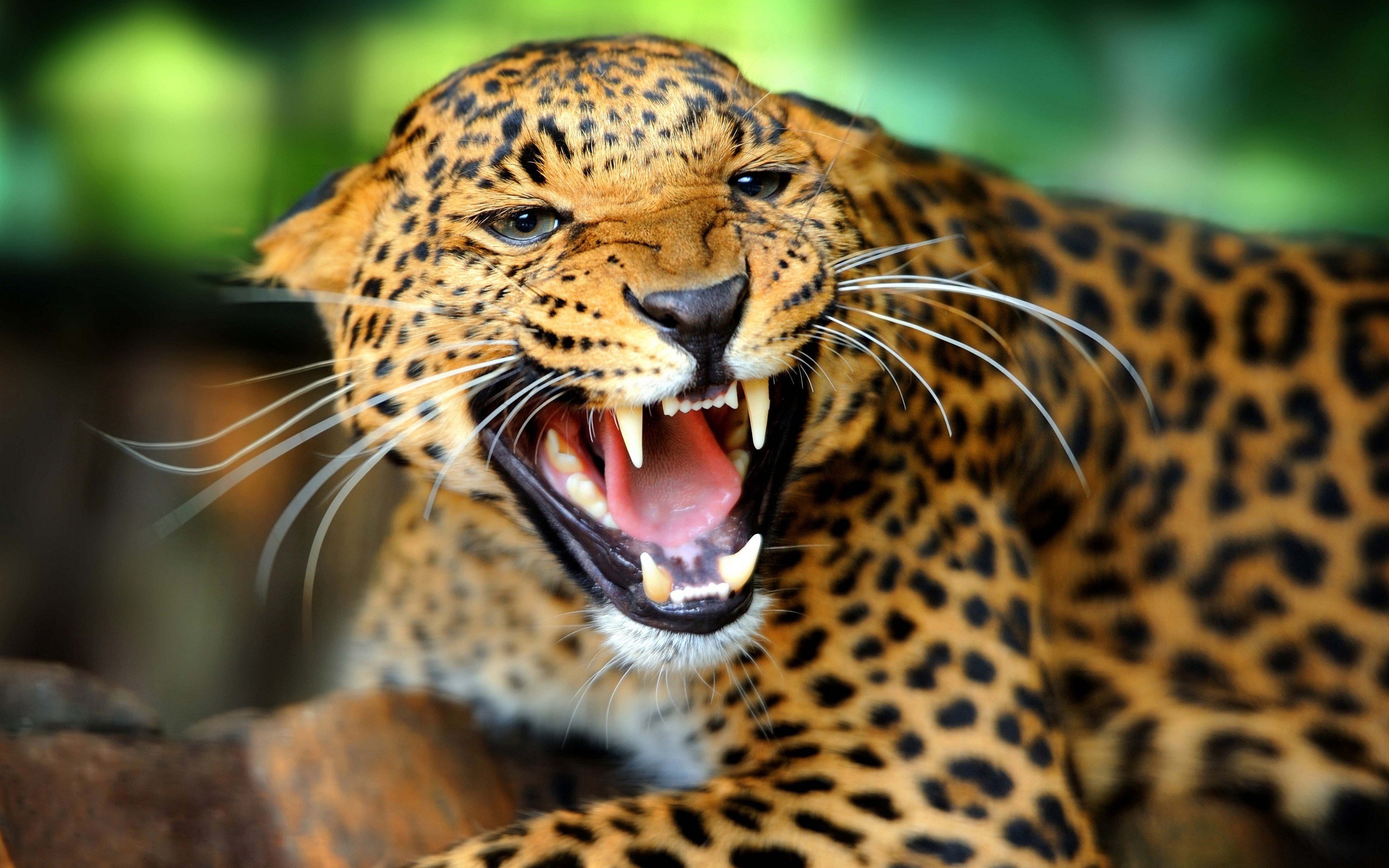 Animals Jaguars Big Cats 2560x1600