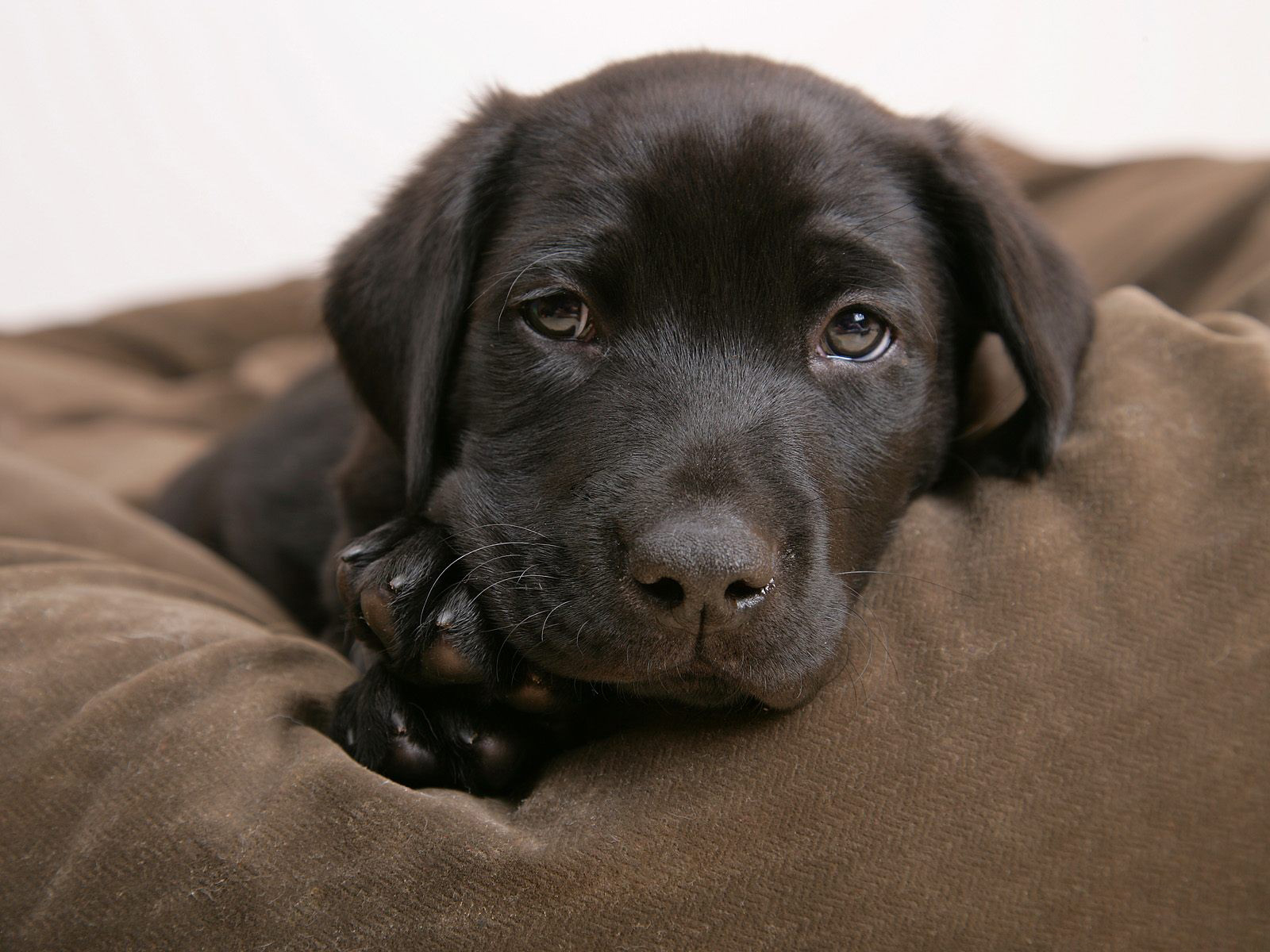 Dog Puppy Chocolate Labrador 1600x1200