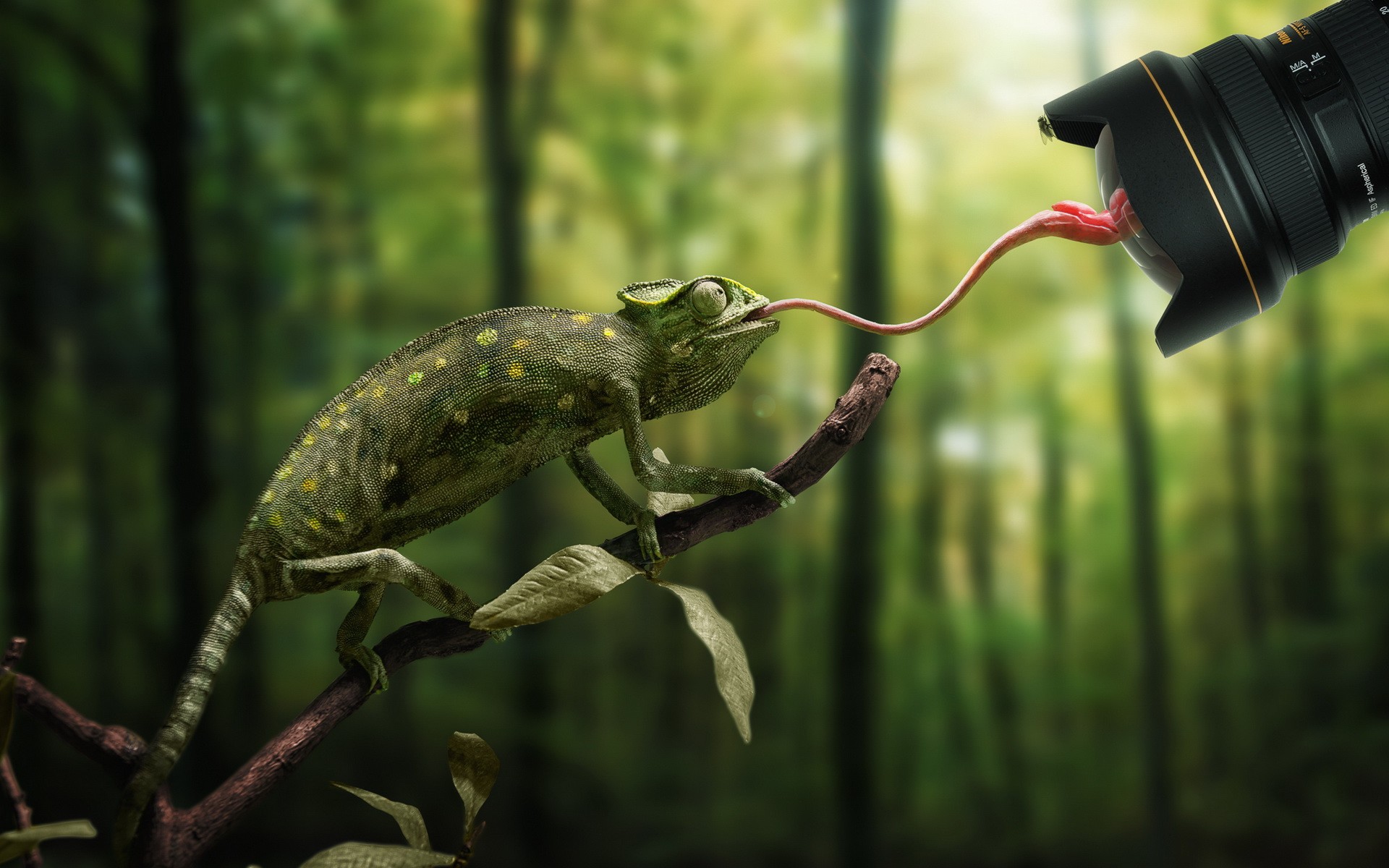 Nature Animals Trees Branch Chameleons Camera Lens Tongues Leaves Depth Of Field Nikon Flies Forest  1920x1200