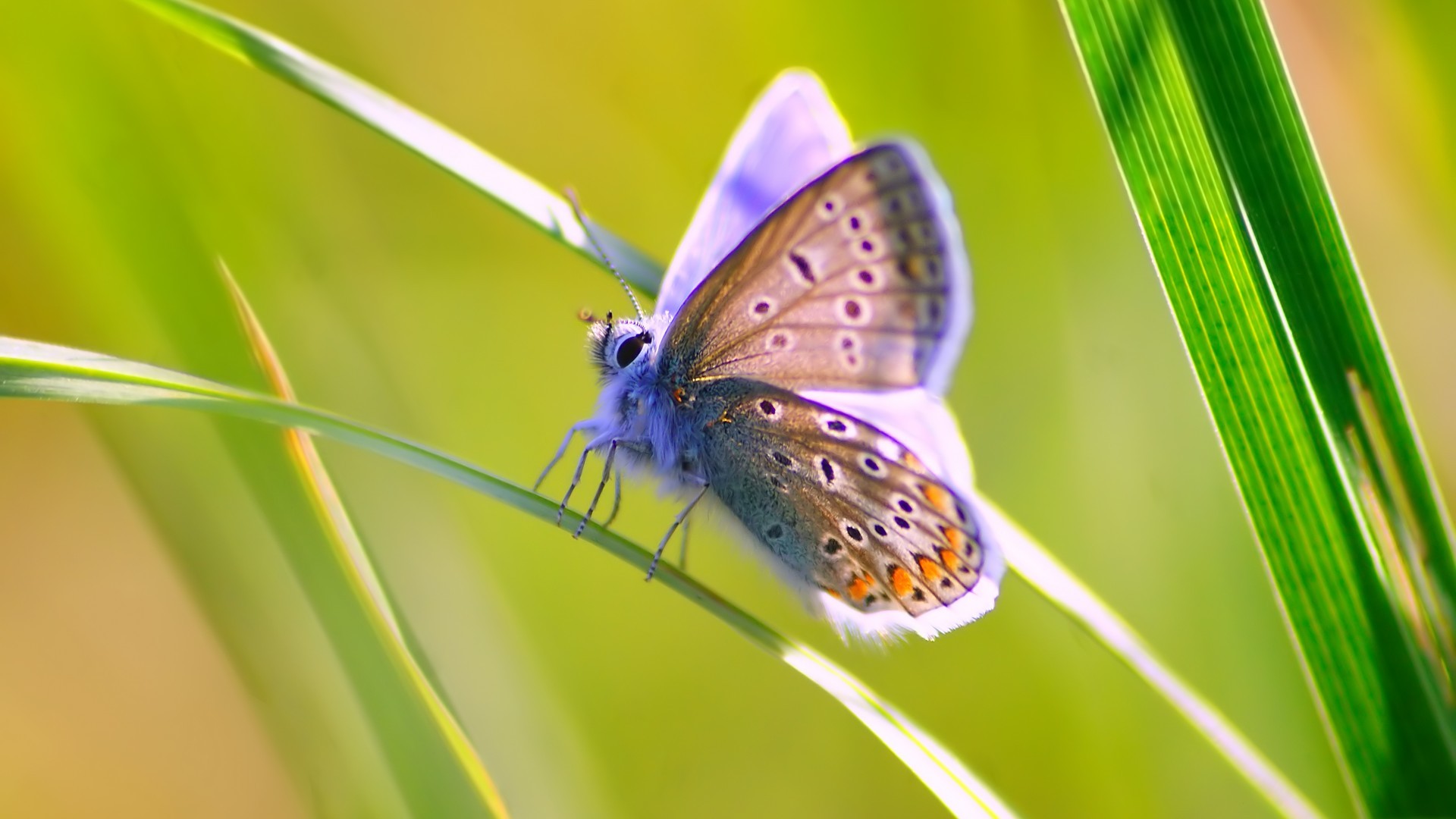 Butterfly Animals Insect Grass Wildlife 1920x1080