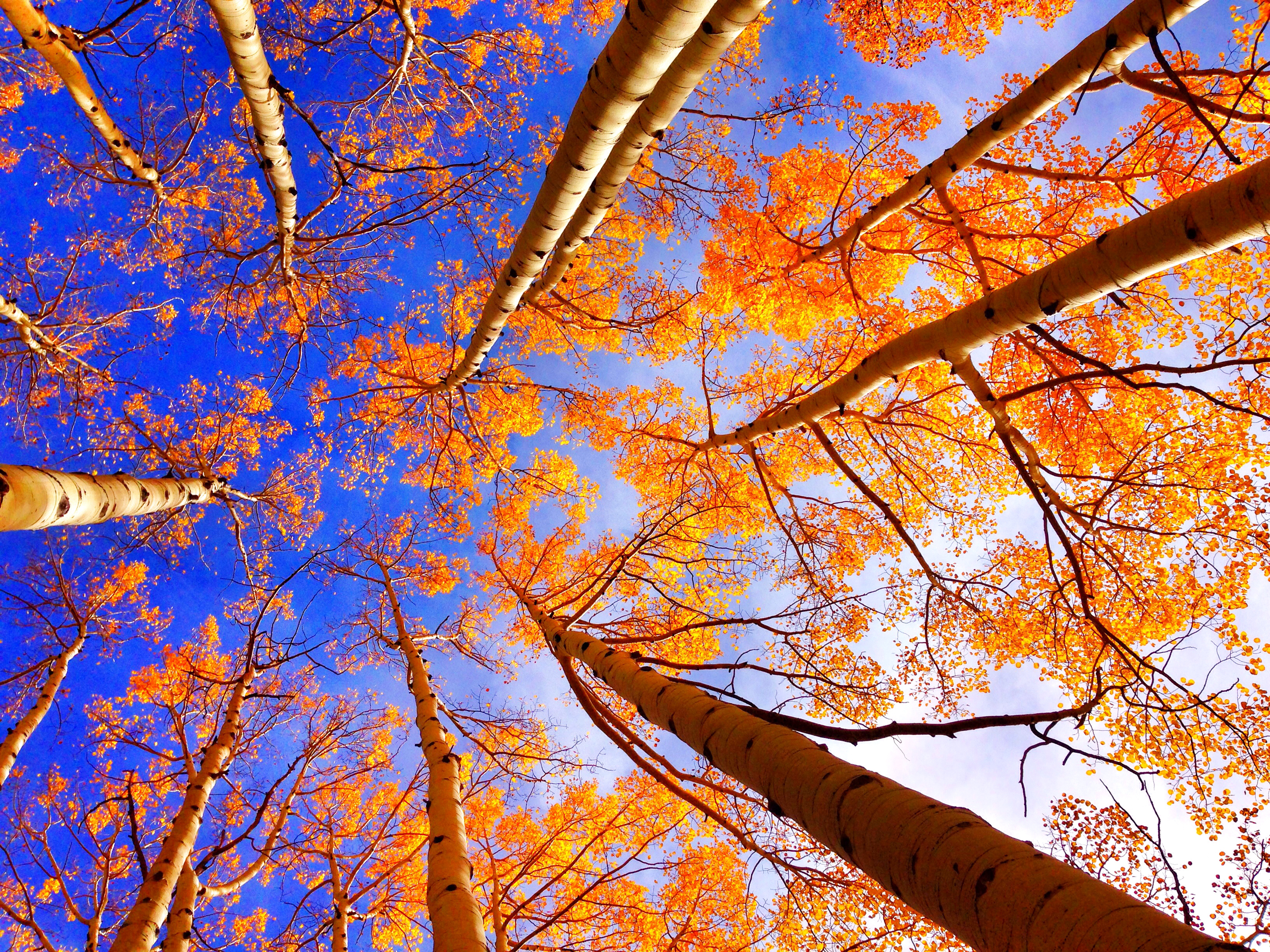 Fall Nature Tree Foliage Treetops 2880x2160