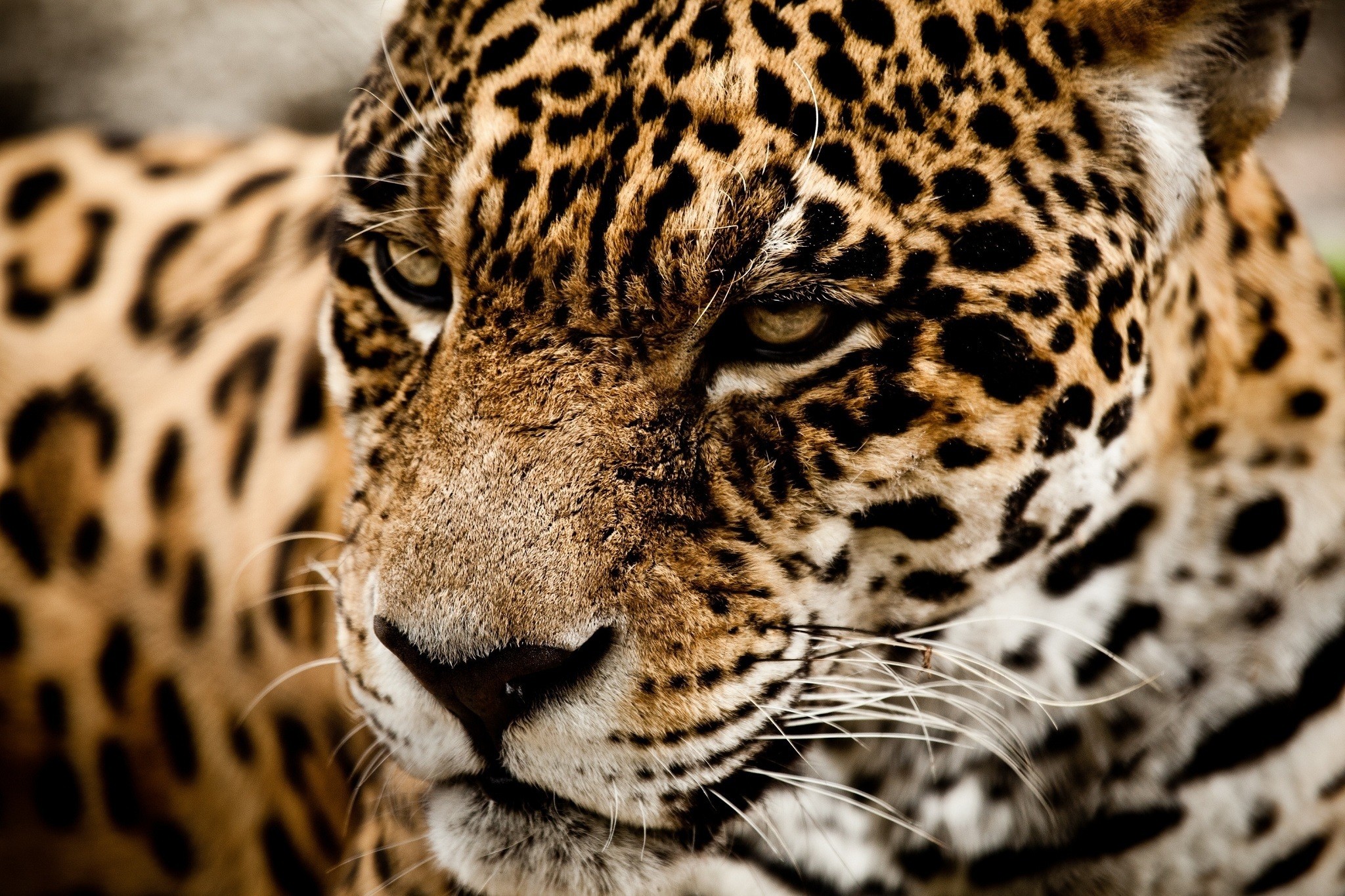 Animals Jaguars Closeup 2048x1365