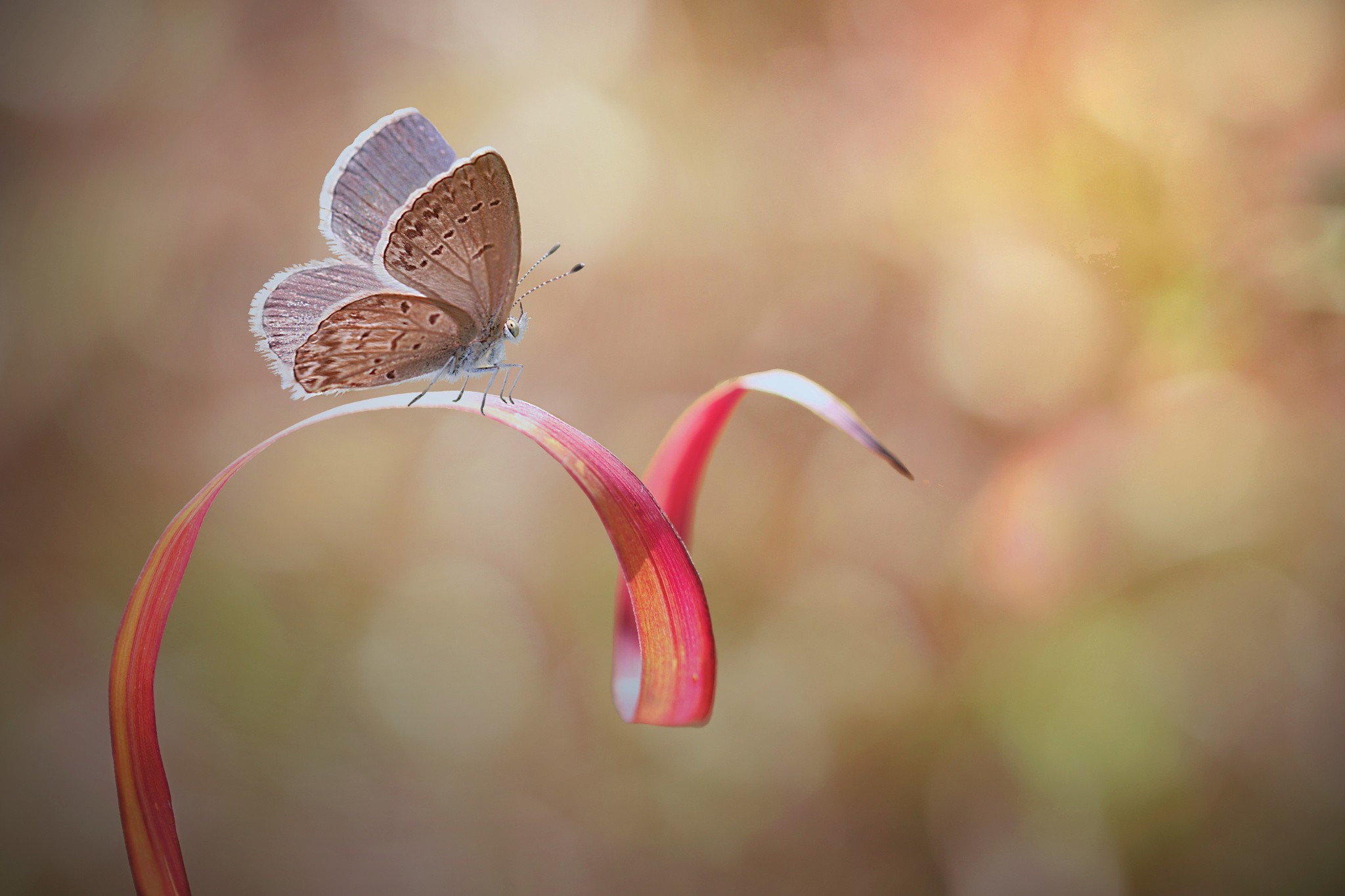 Photography Nature Macro Depth Of Field Butterfly Bokeh Leaves Insect Rest 2048x1365
