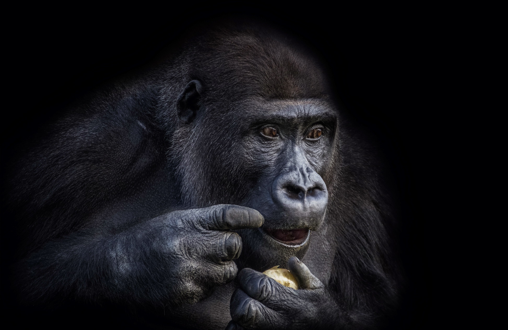Animals Apes Gorillas 1946x1264